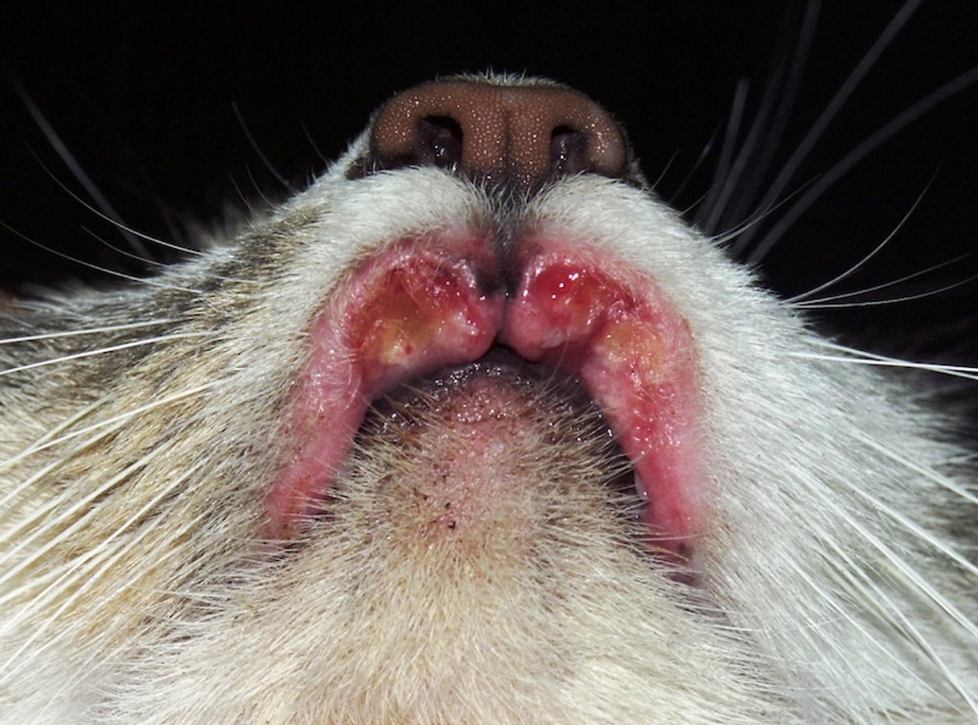 Eosinophilic ulcer, classic presentation, cat