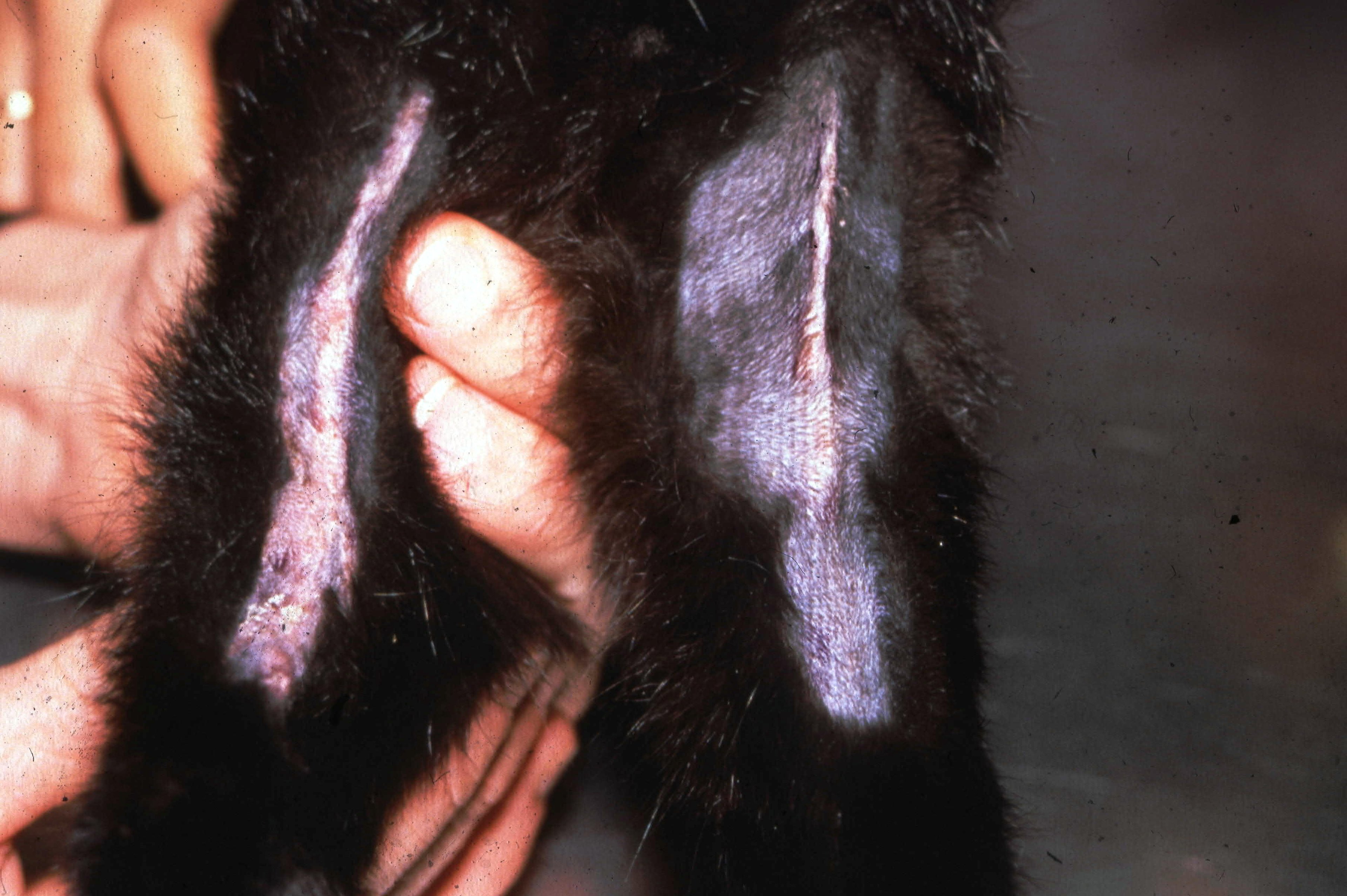 Granuloma eosinofílico, muslo, gatito