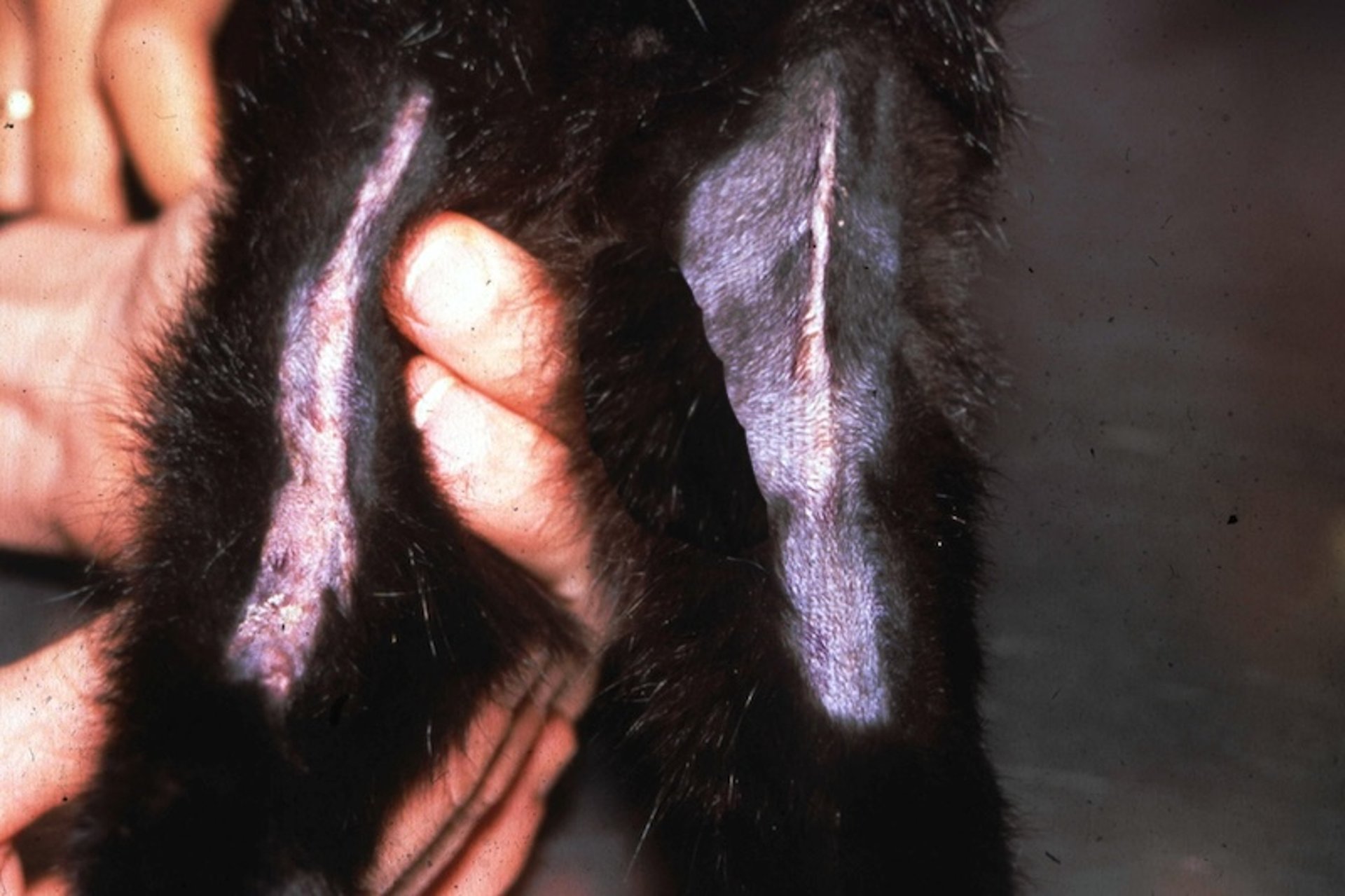 Granuloma eosinofílico (granuloma lineal), muslo, gatito