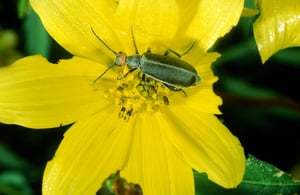 Epicauta atrata