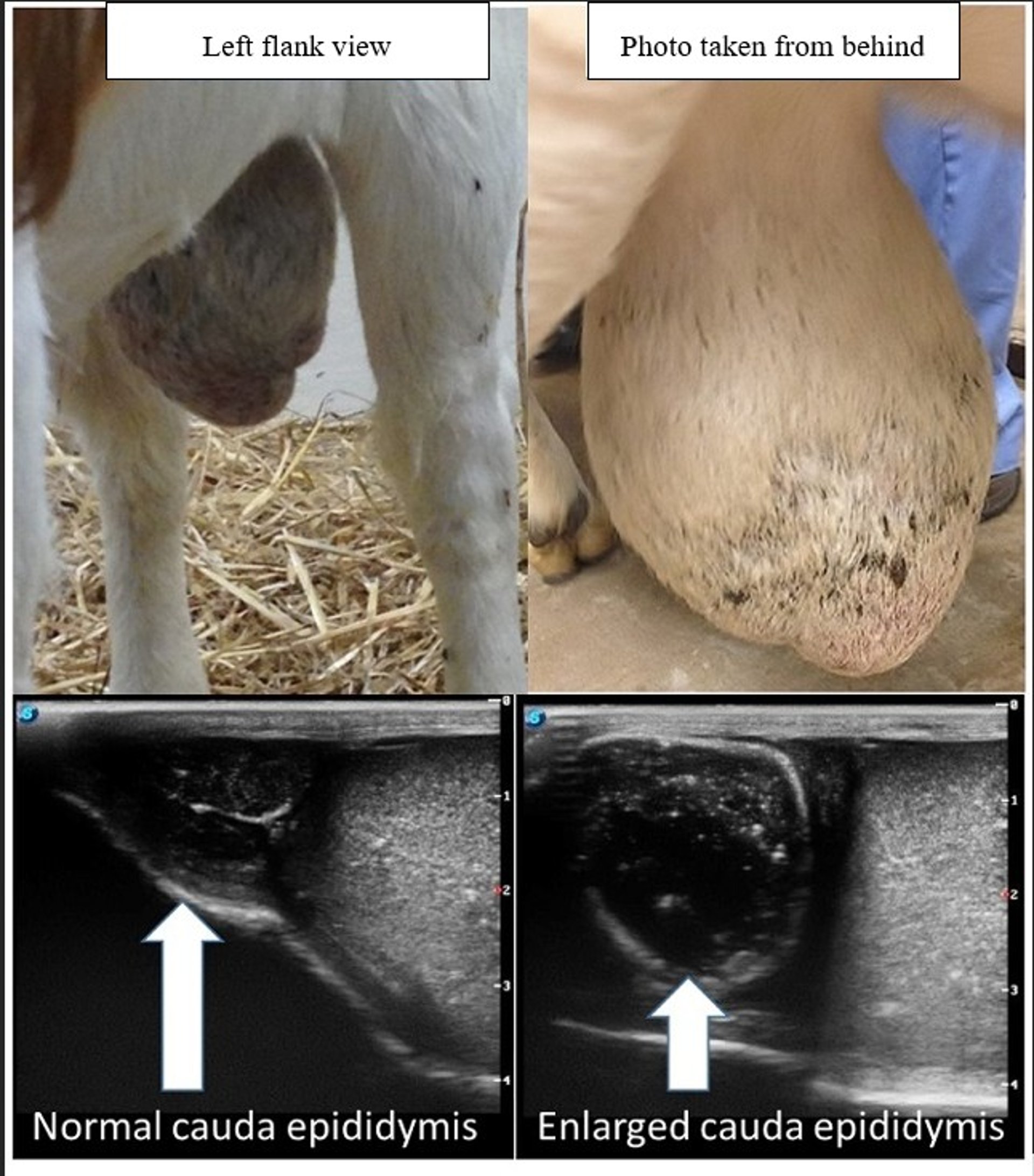 Epididymitis, goat