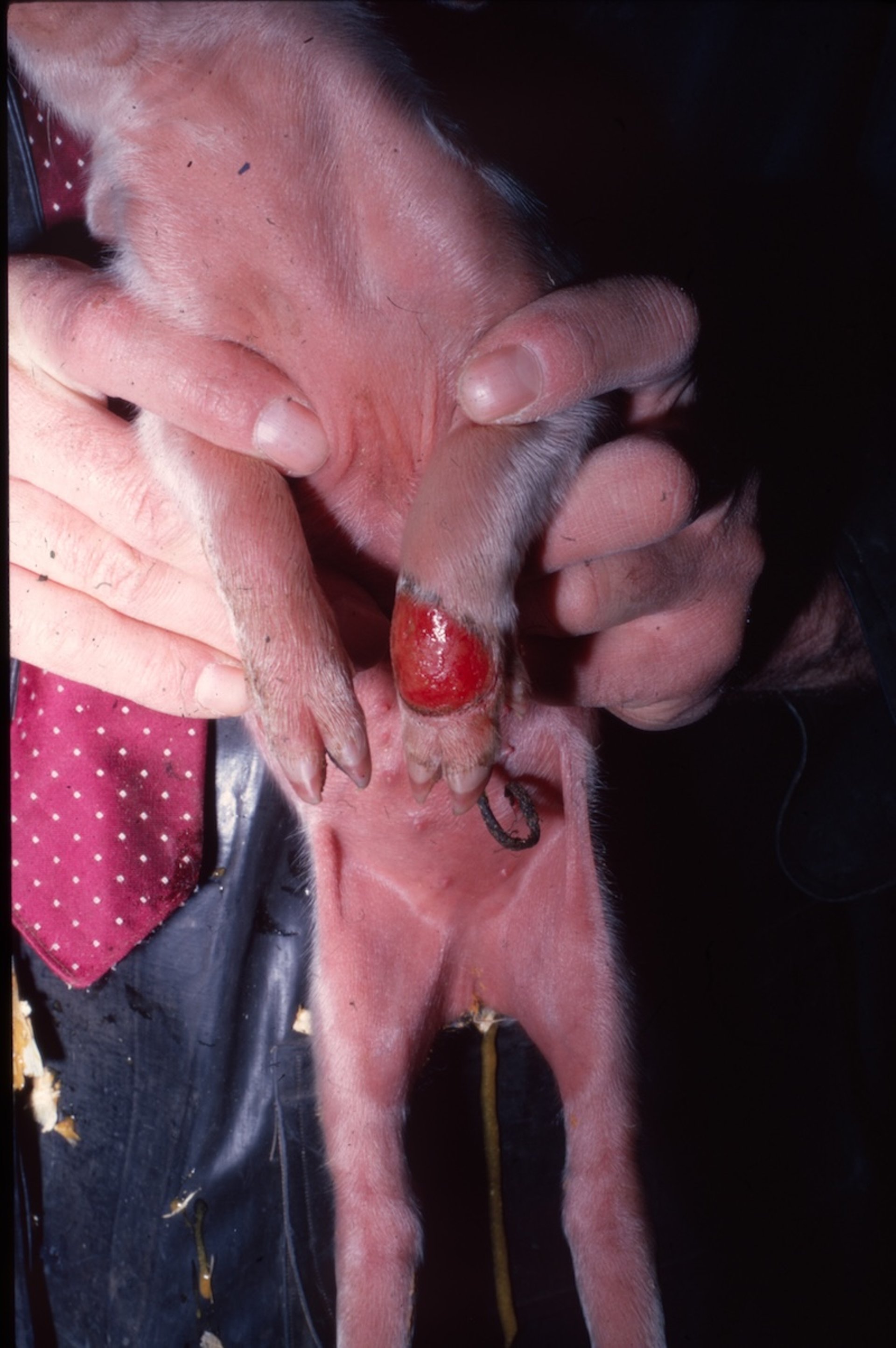 Epitheliogenesis imperfecta, pig