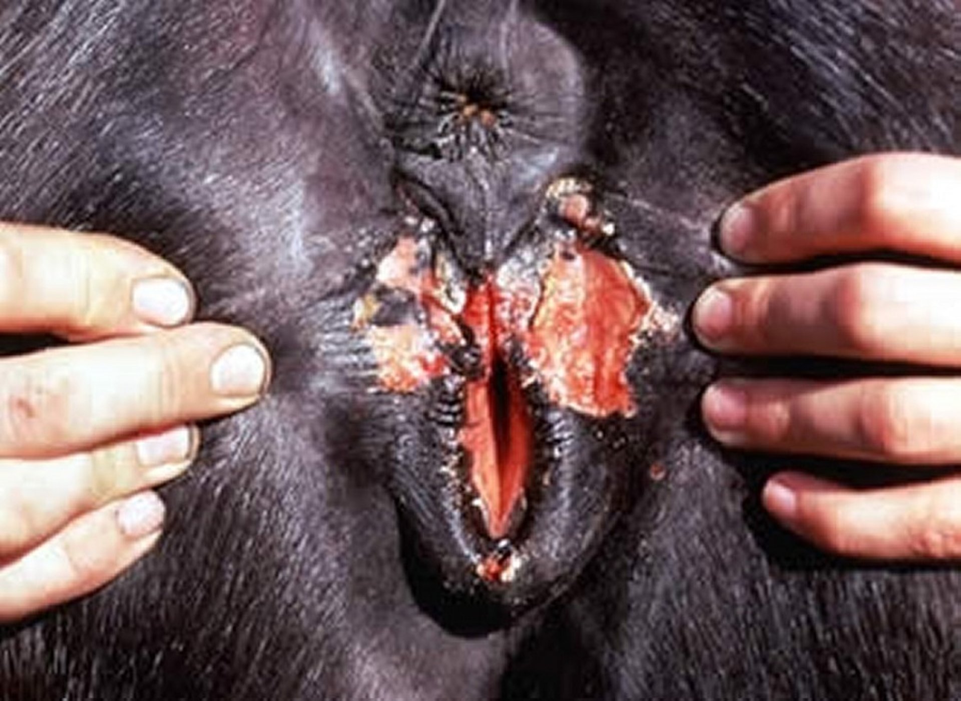 Lesiones de exantema coital equino, yegua