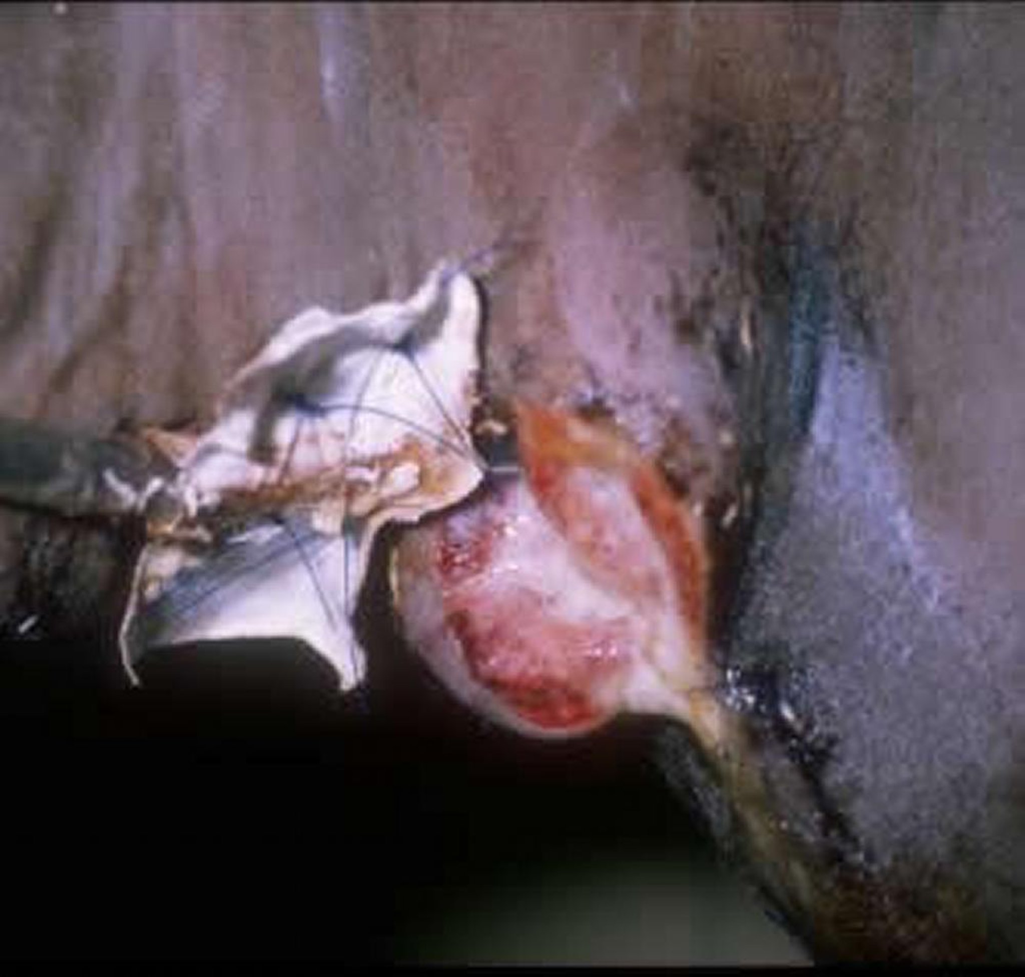 Tubo de esofagostomia, potro
