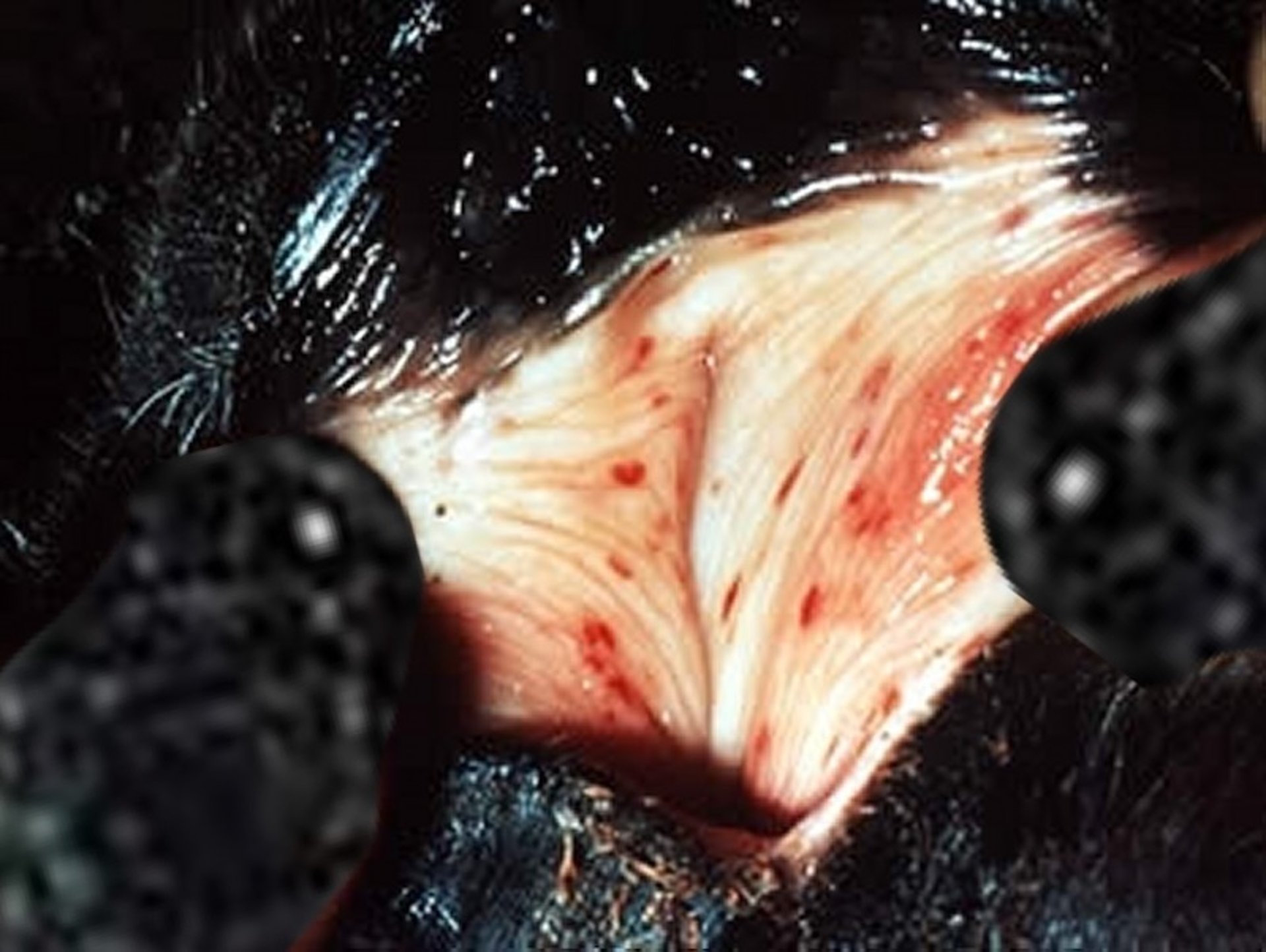 Anemia infecciosa equina, petequias en las mucosas