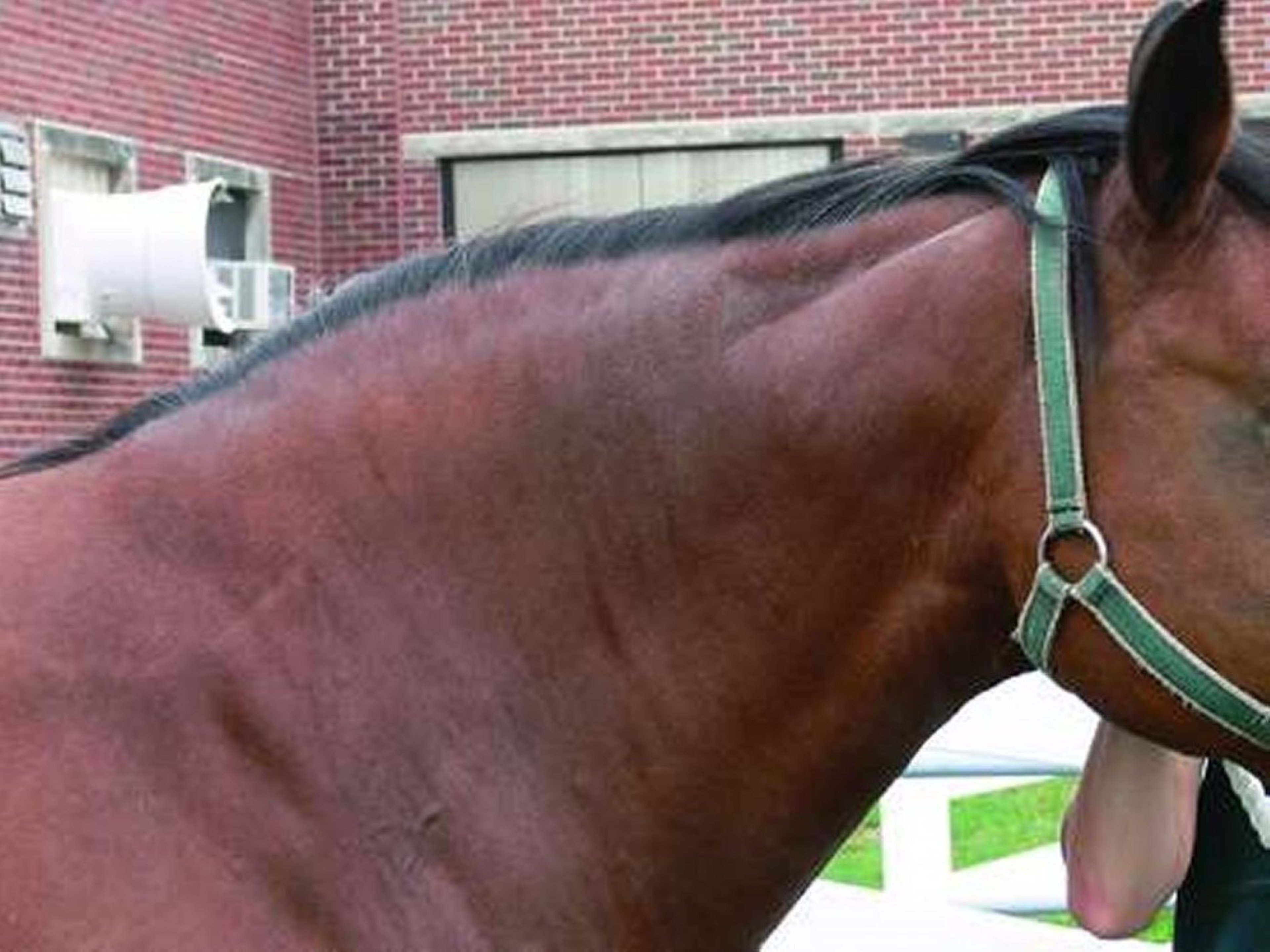Equine metabolic syndrome, excess adipose tissue, neck