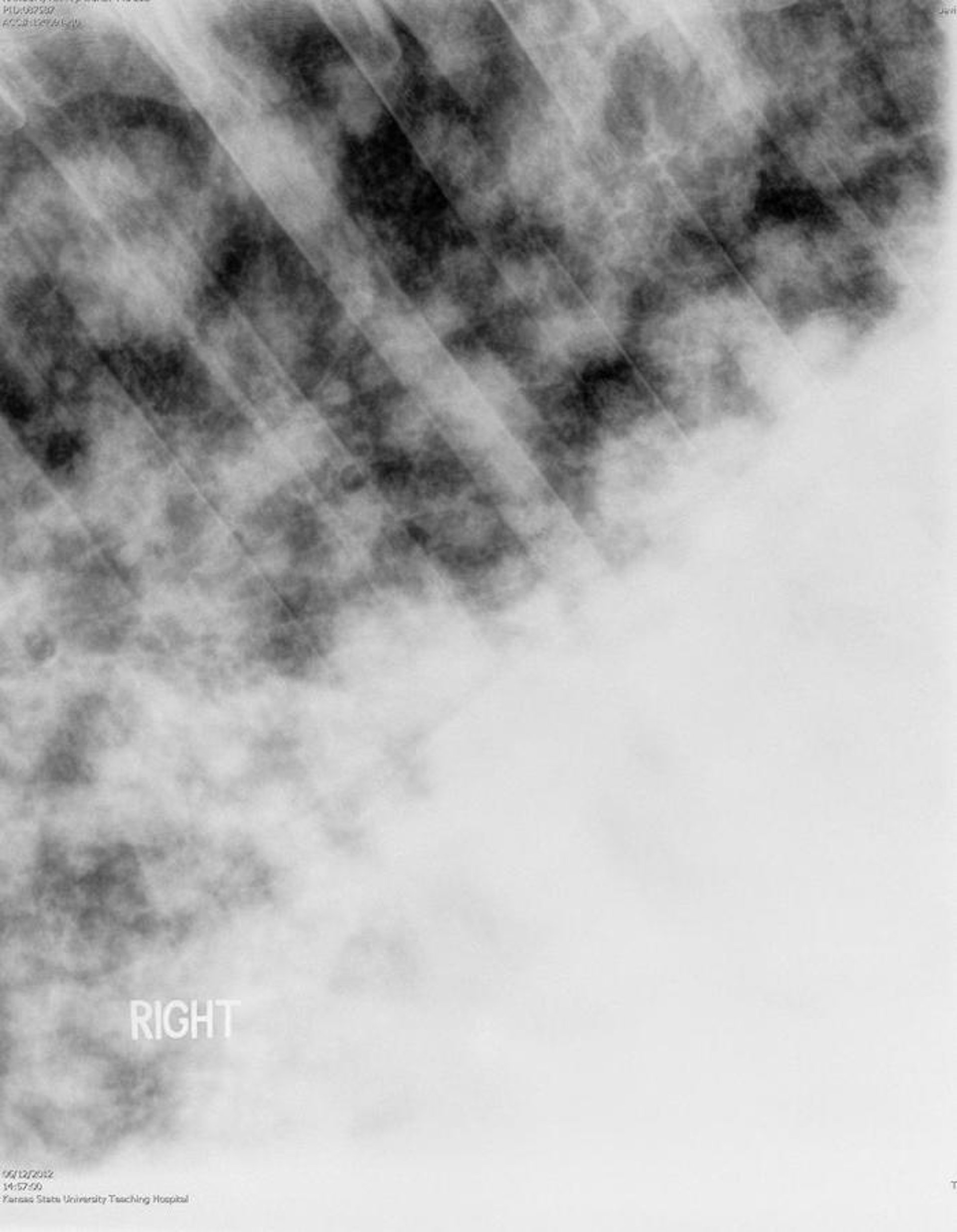 Equine multinodular pulmonary fibrosis, thoracic radiograph