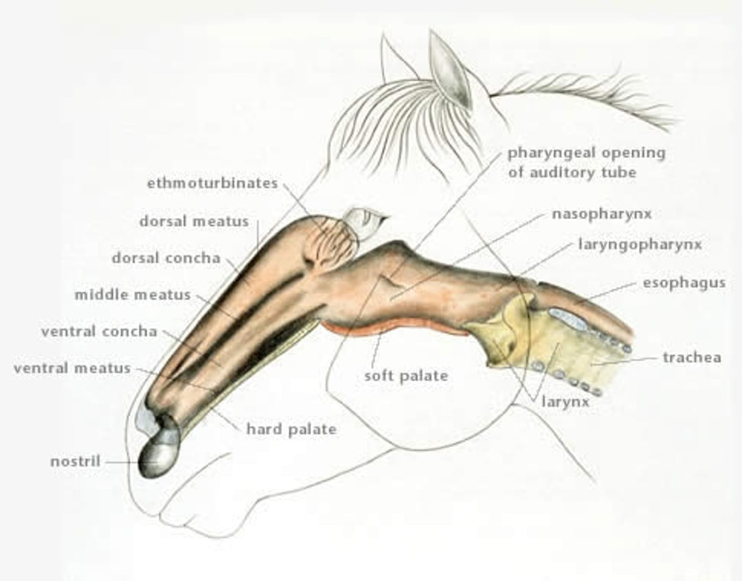 Equine nasal passages