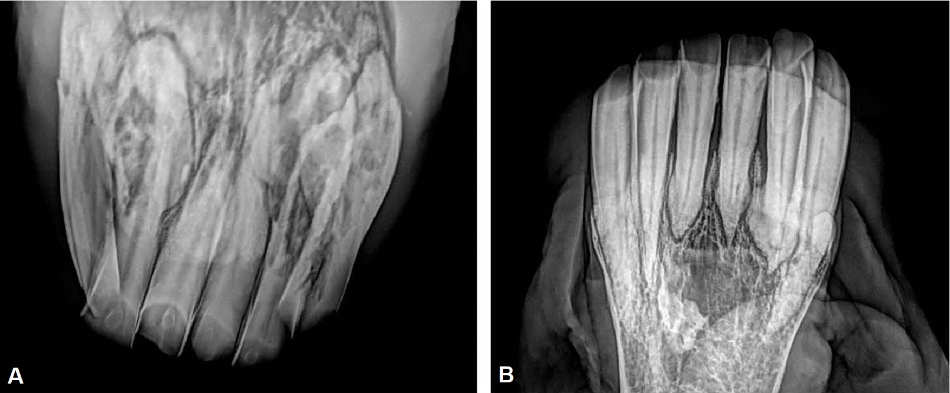 Resorción dental odontoclástica equina e hipercementosis, radiografías