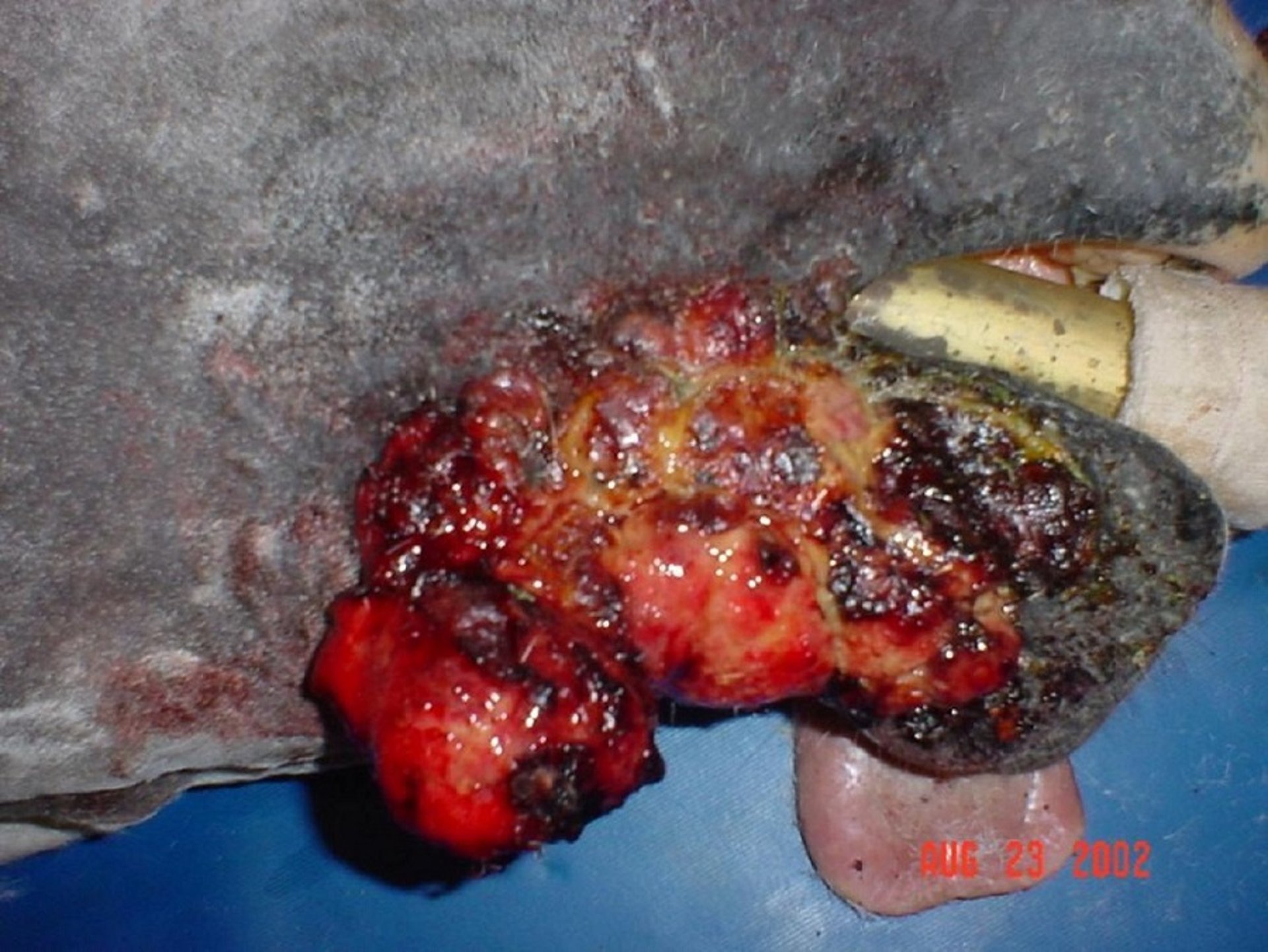 Sarcoide equino, labio inferior, caballo
