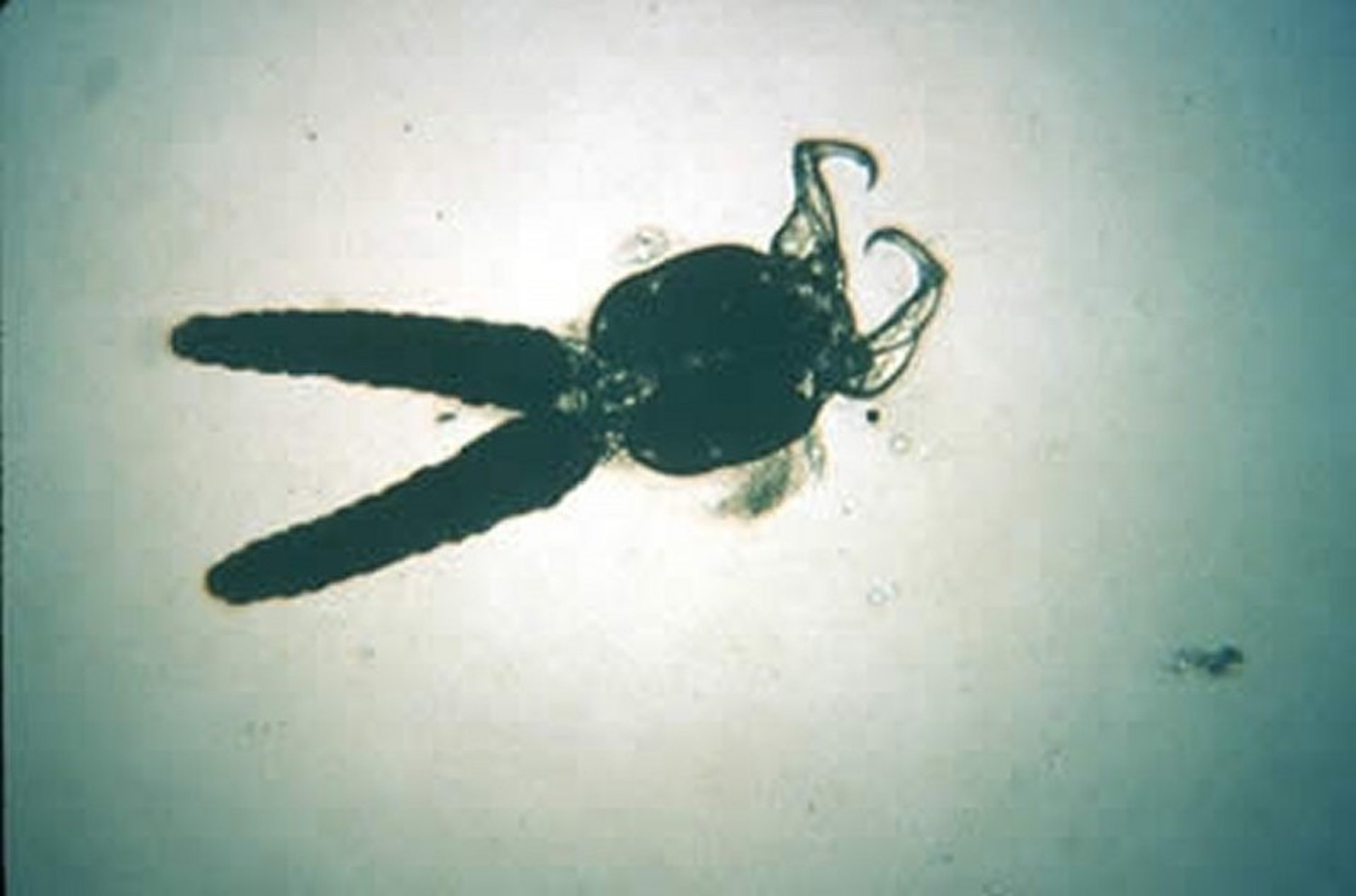 <i >Ergasilus</i>, branquias, perca americana