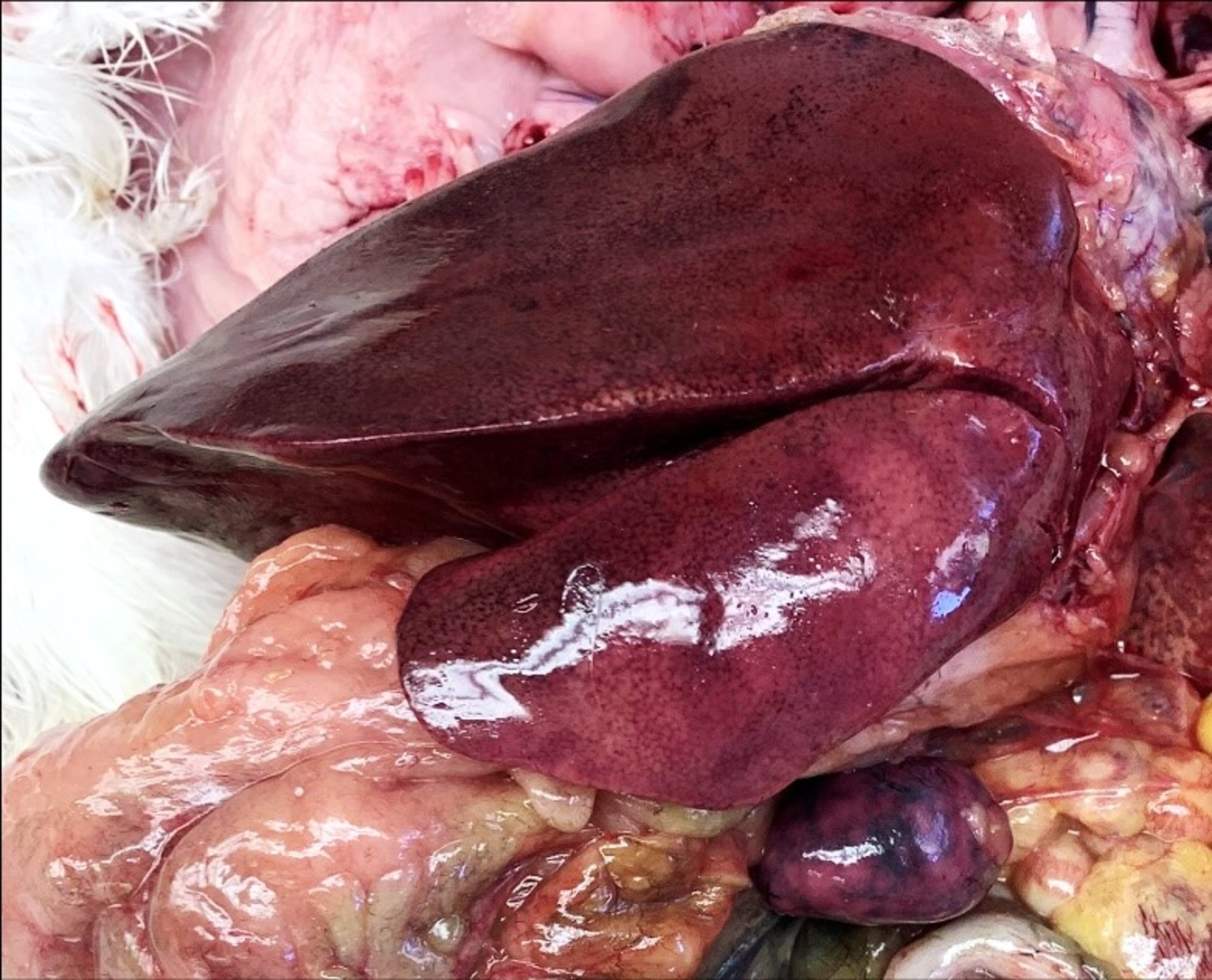 Erysipelas infection, liver and spleen, turkey