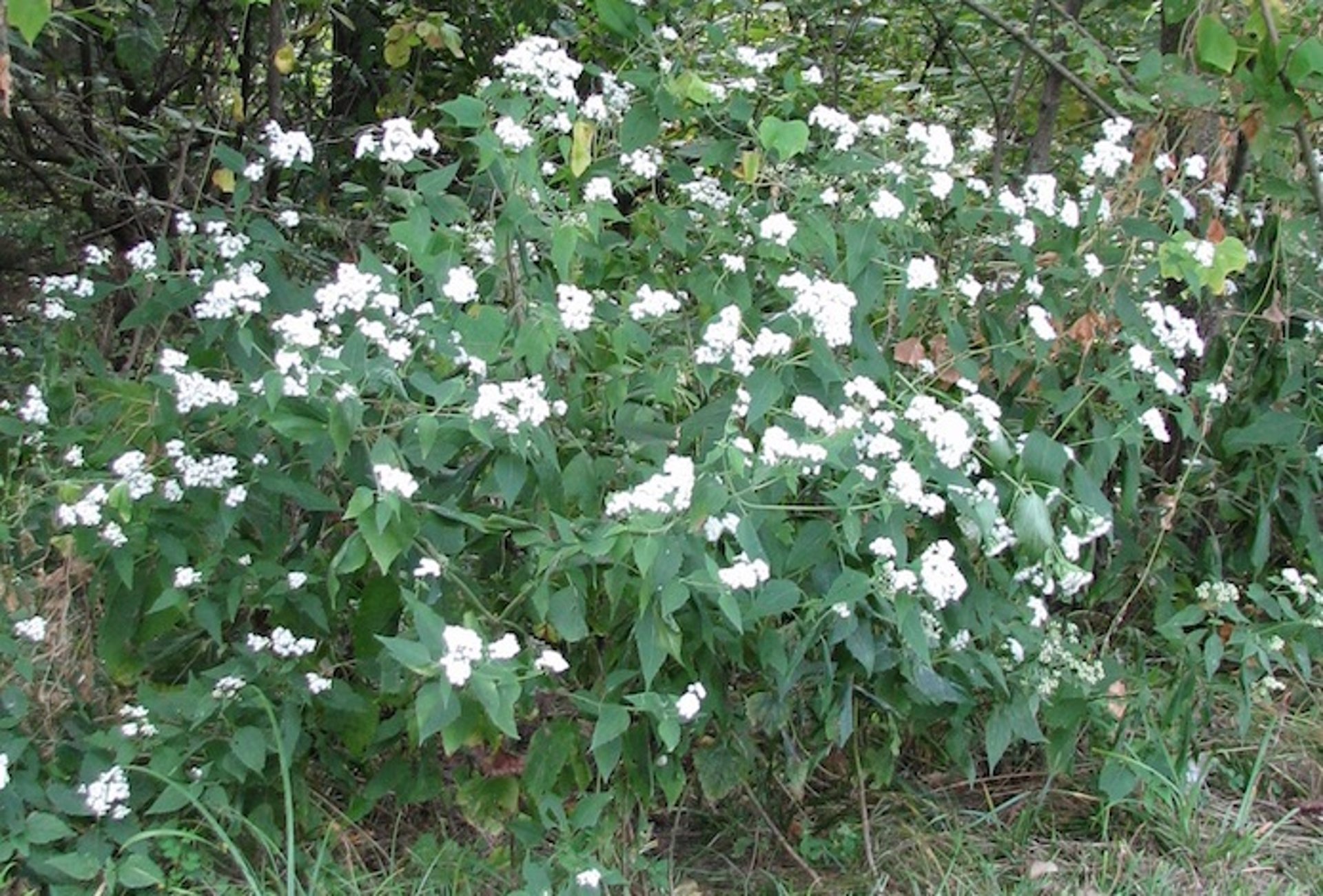 <i >Eupatorium rugosum</i> (raíz de serpiente blanca)
