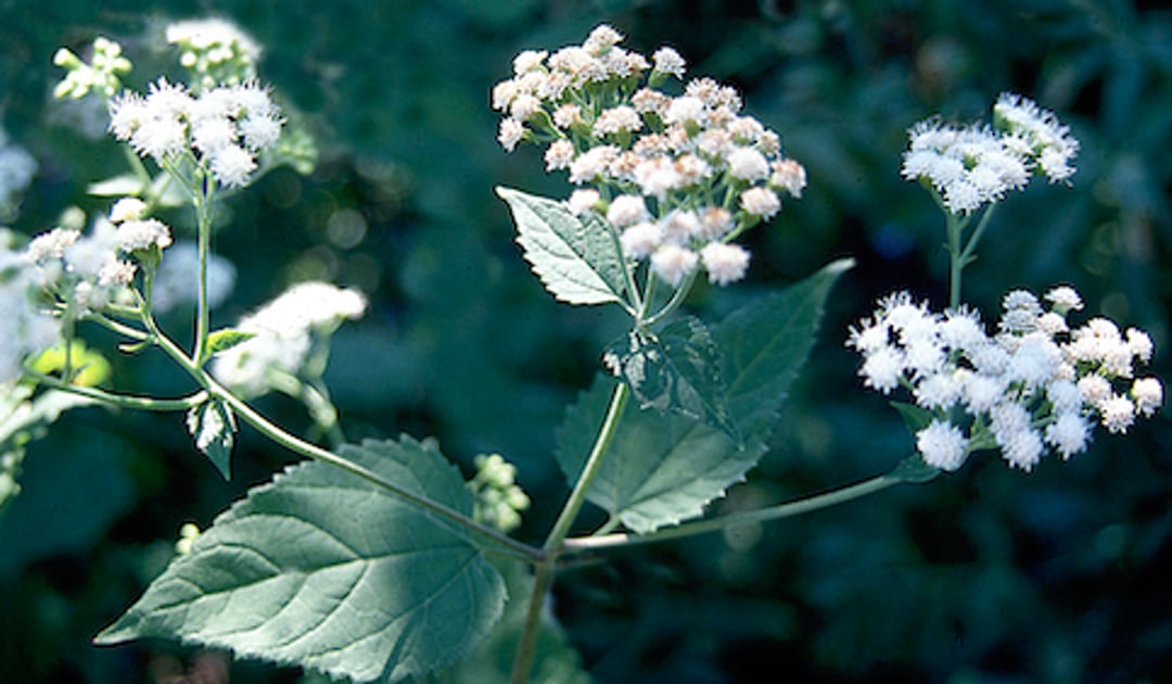 <i >Eupatorium rugosum</i> (raíz de serpiente blanca, abeto balsámico rugoso), flores