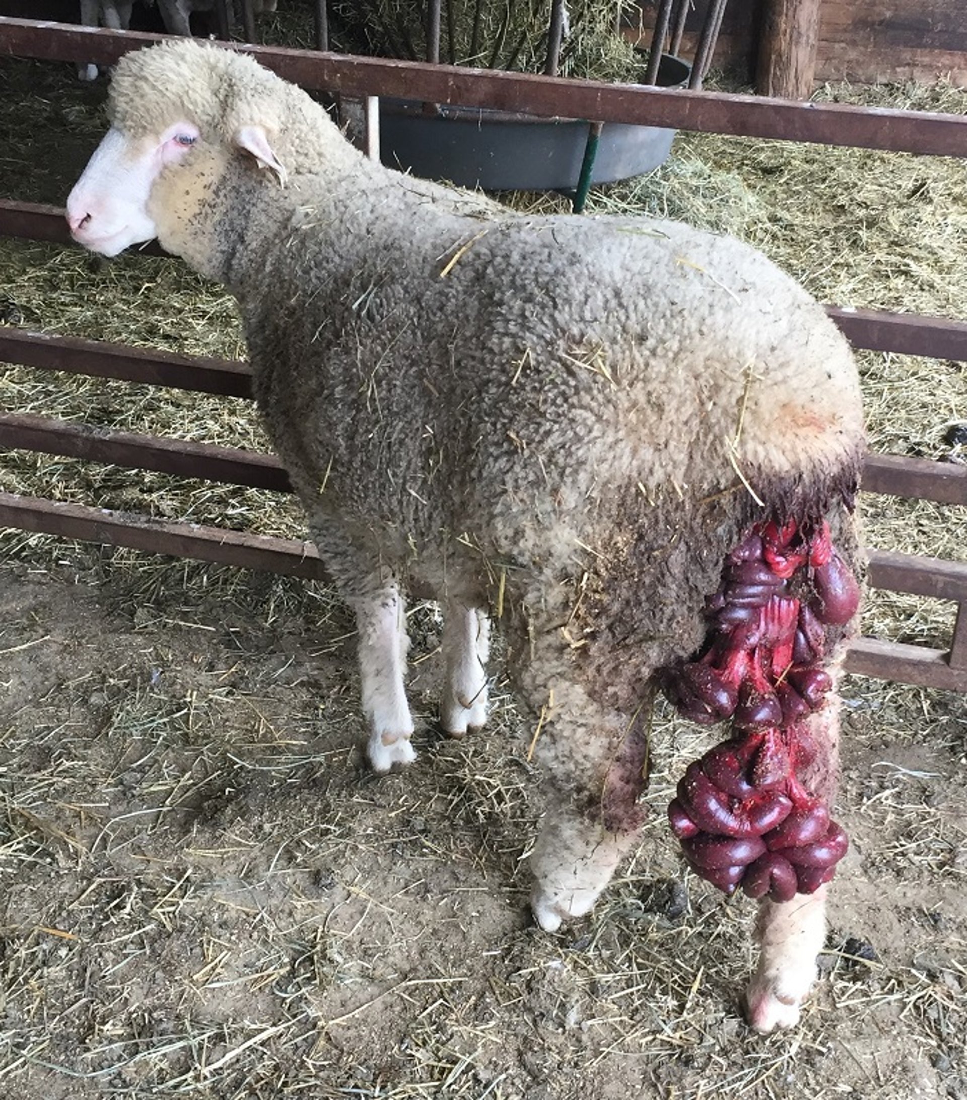 Vaginal prolapse with evisceration, ewe