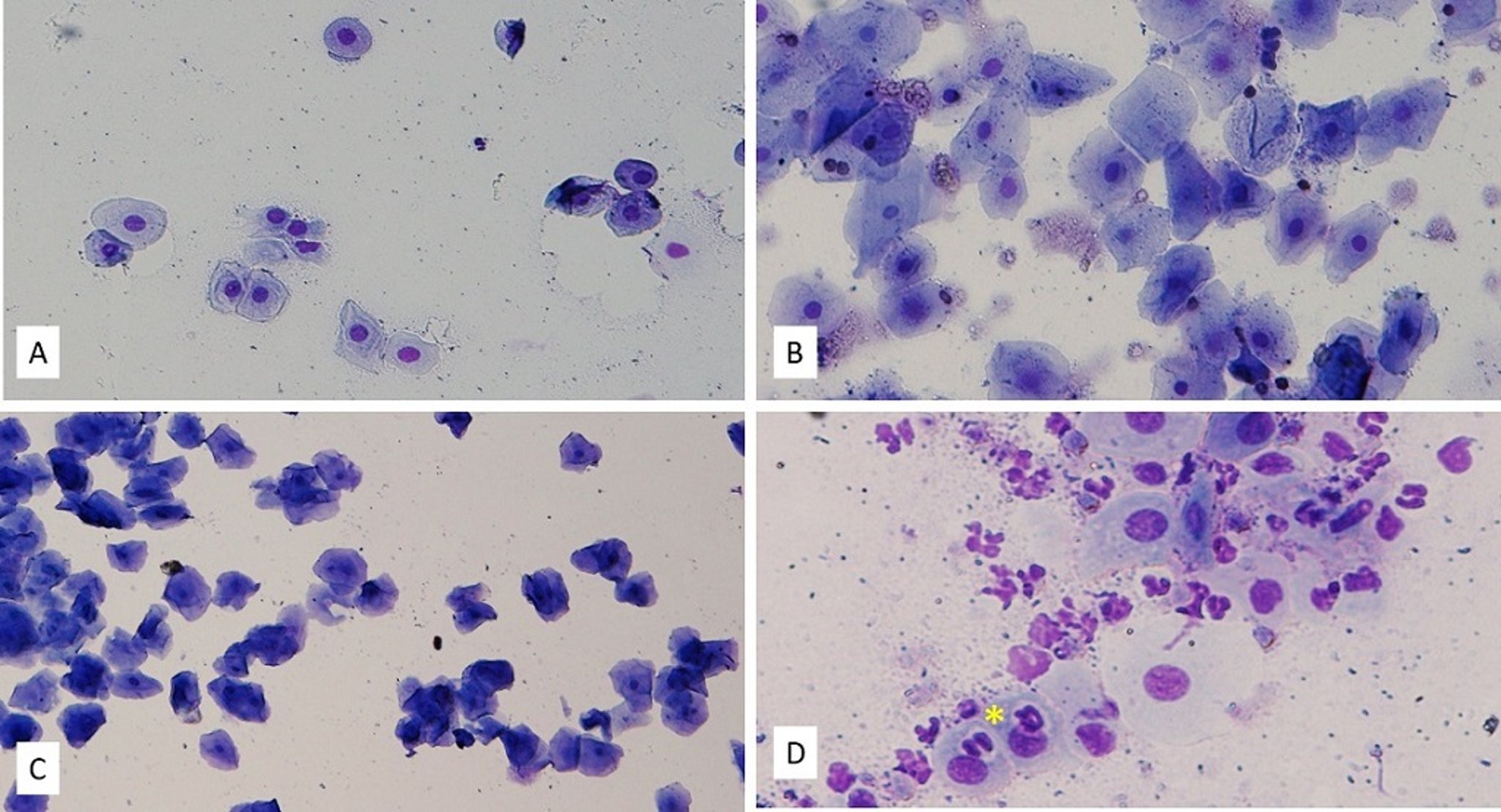 Exfoliative vaginal cytology, estrous cycle, dog