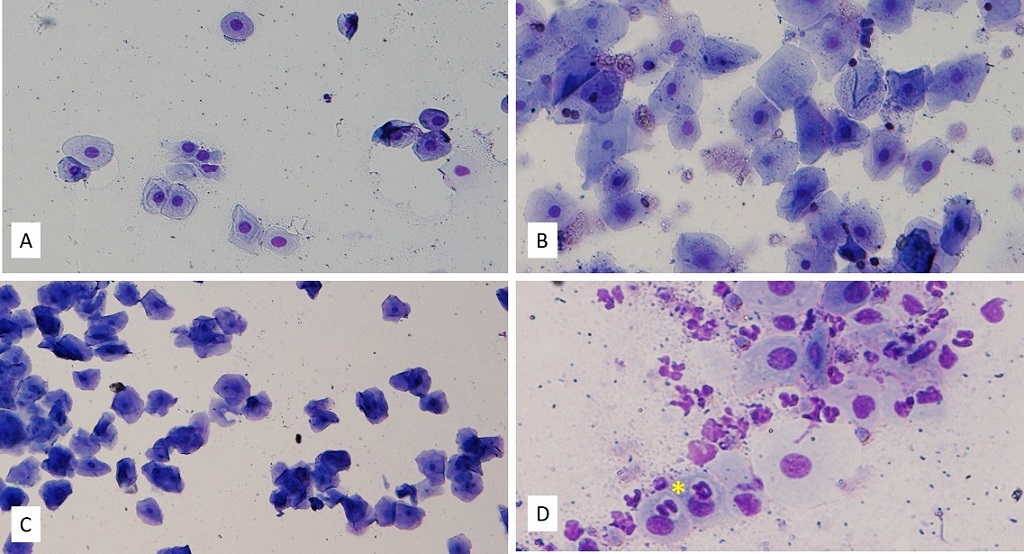 Image Exfoliative Vaginal Cytology Estrous Cycle Dog MSD Veterinary image-exfoliative-vaginal-cytology-estrous-cycle-dog-msd-veterinary