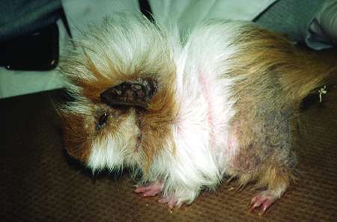 Grave infestación de ácaros por <i >Trixacarus caviae</i>, cobaya
