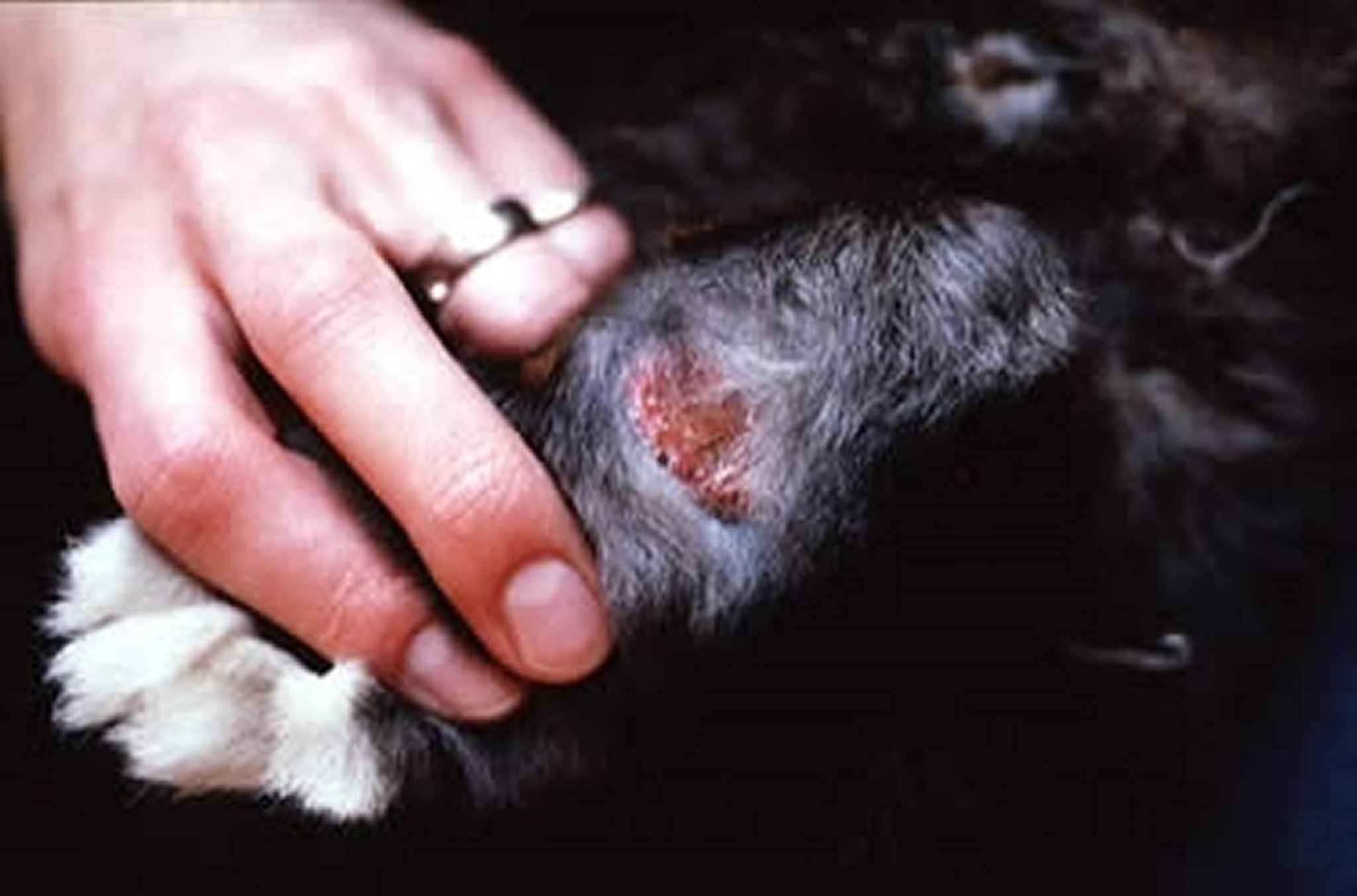 Pododermatite ulcerativa (dermatite plantar), coelho