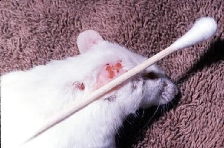 Lesiones por <i >Myobia musculi</i>, ratón