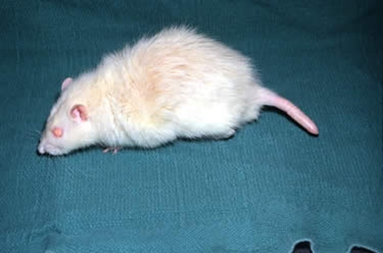 Cola anillada, rata