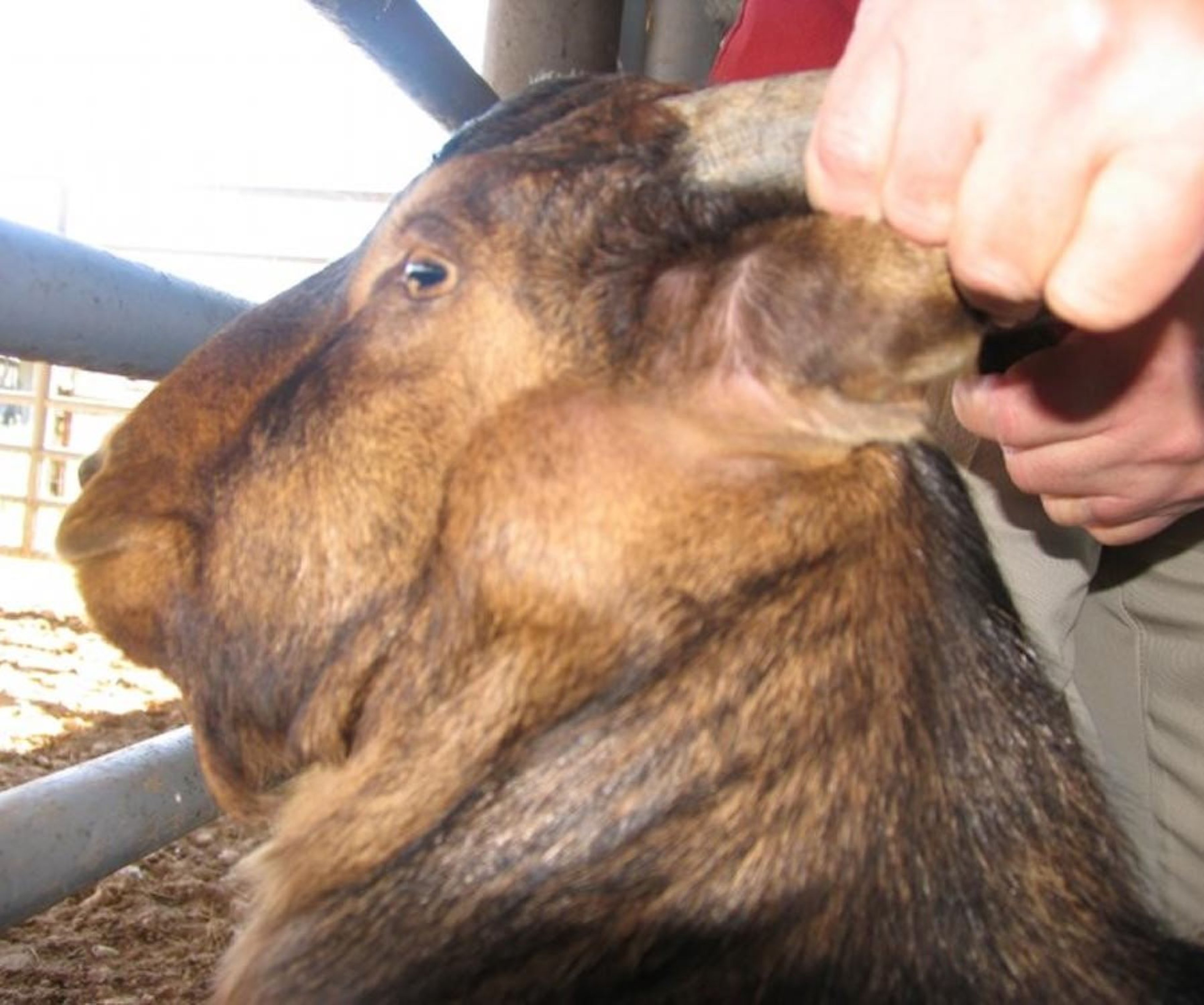 External caseous lymphadenitis, parotid lymph node, goat