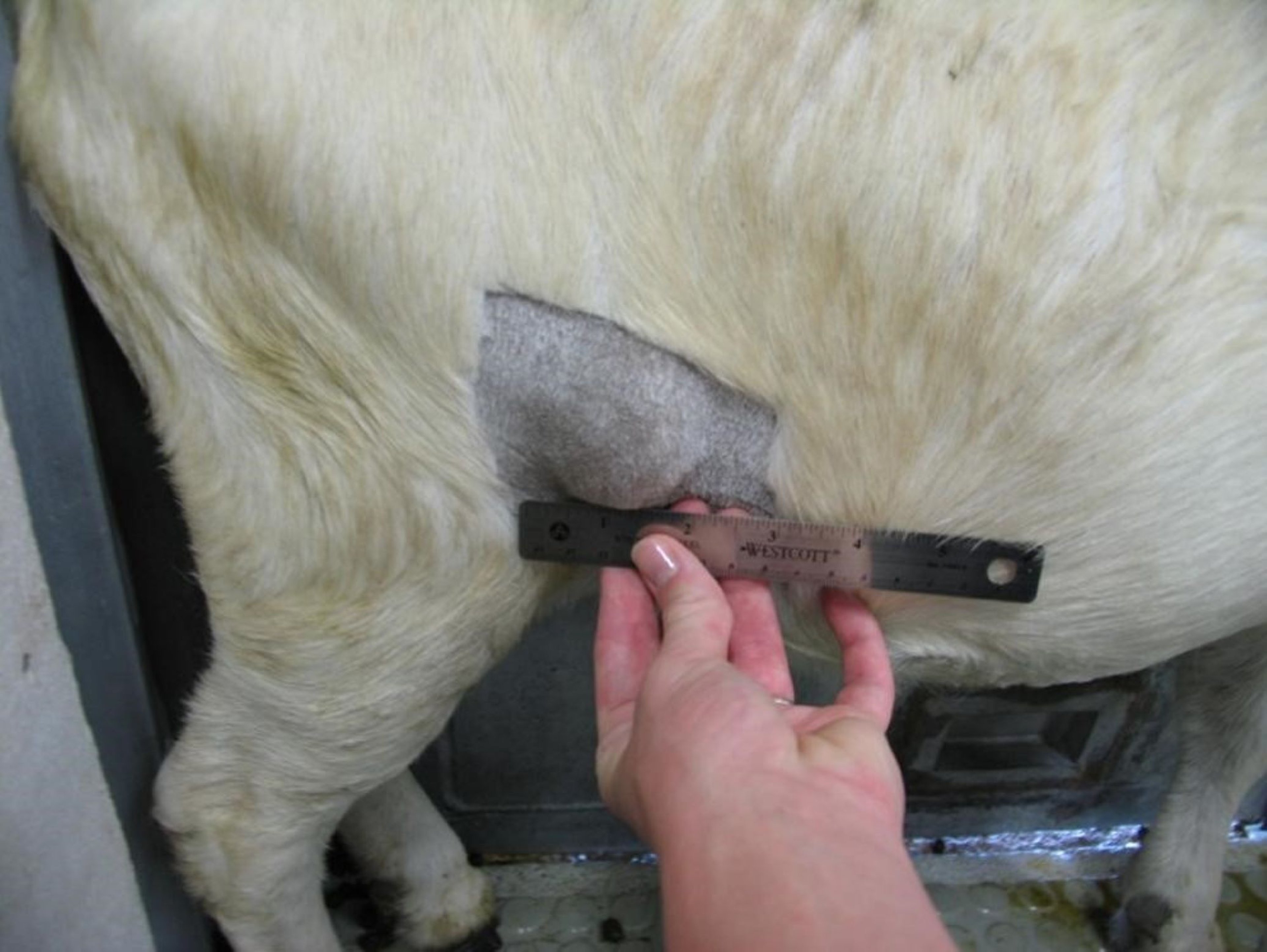External caseous lymphadenitis, prefemoral lymph node, goat
