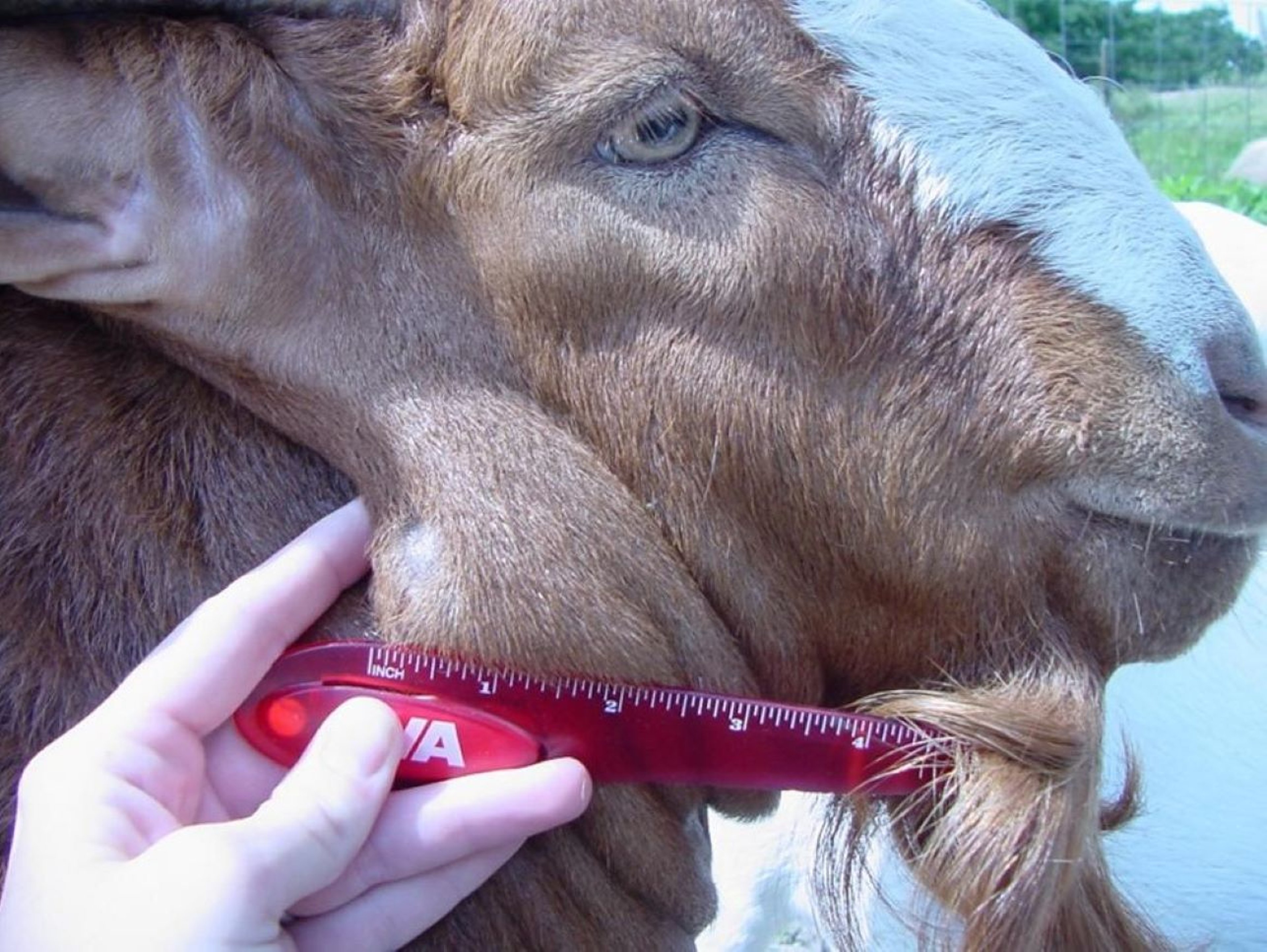 External caseous lymphadenitis, submandibular lymph node, goat