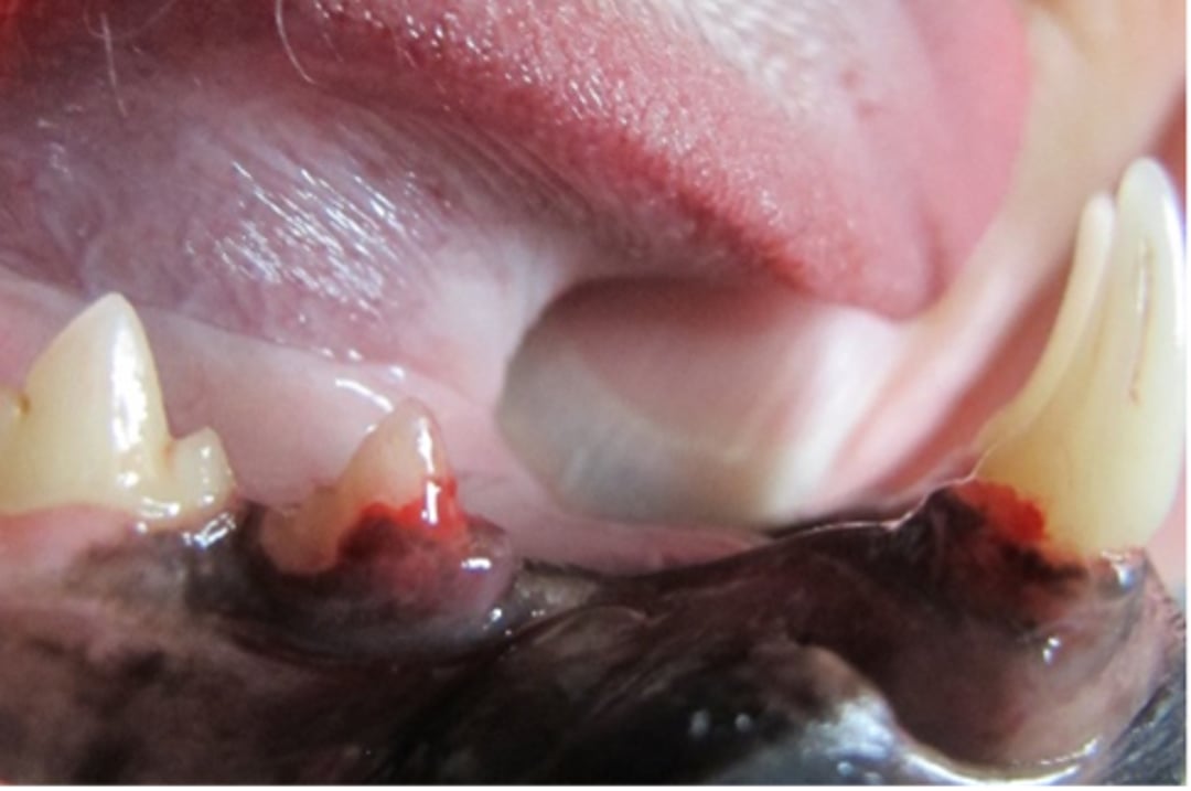 Lesiones reabsortivas en dientes, gato