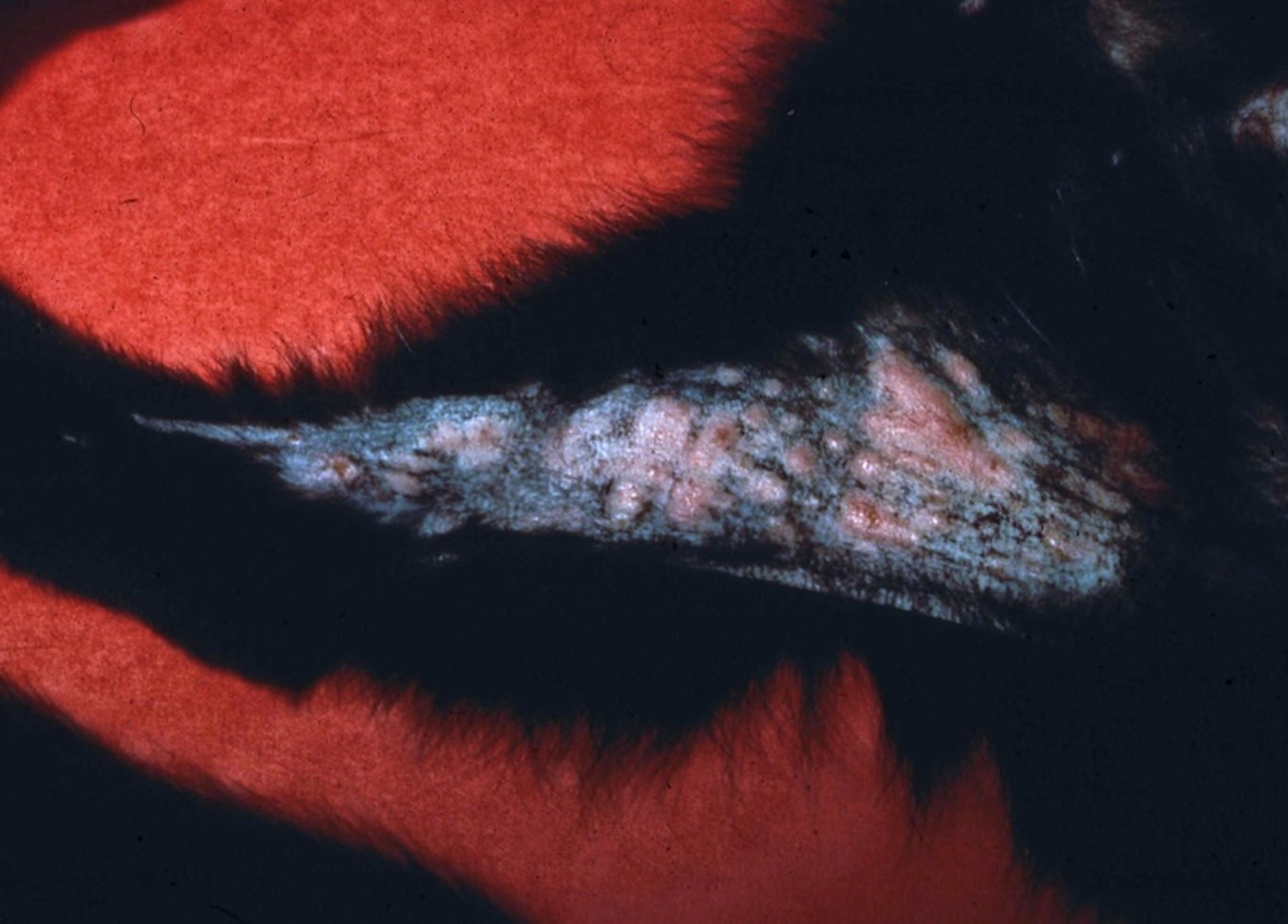 Exudative eosinophilic plaque lesion, cat