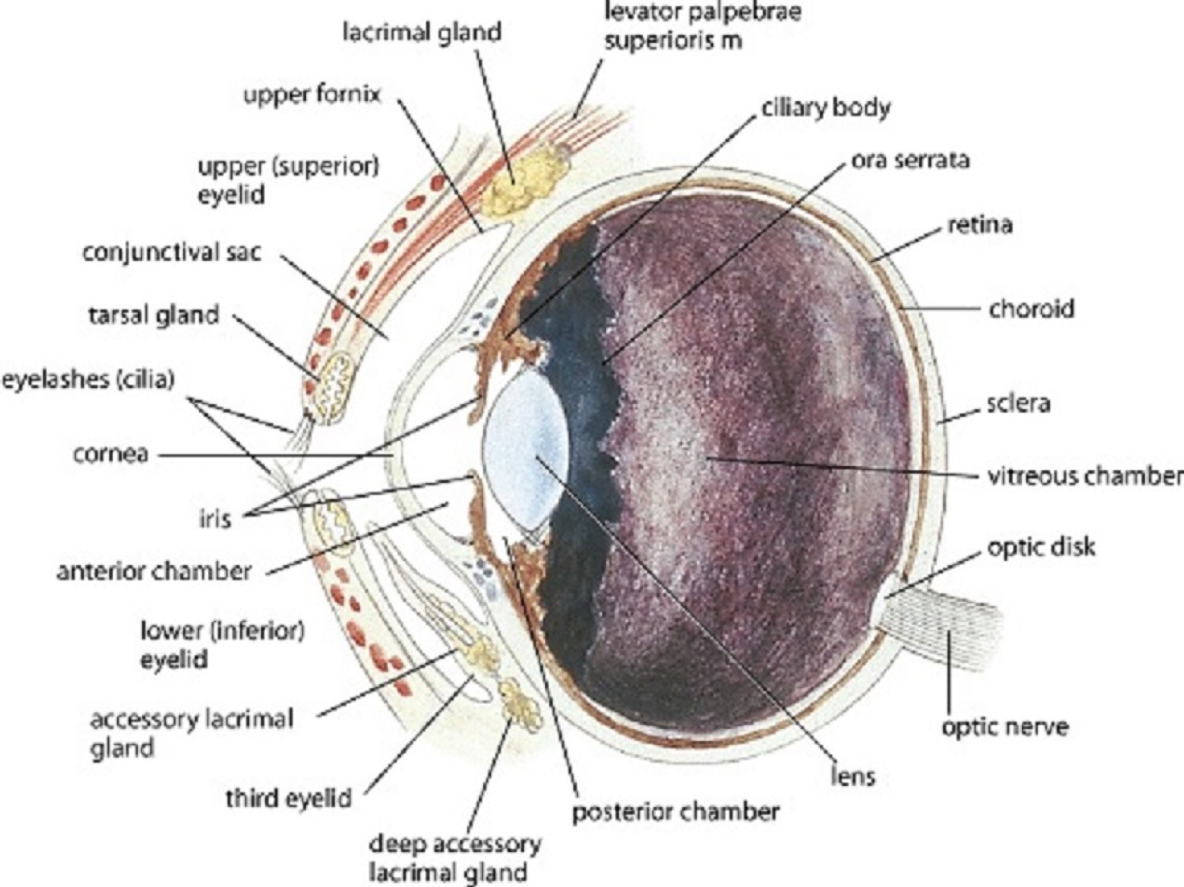 Anatomía del ojo