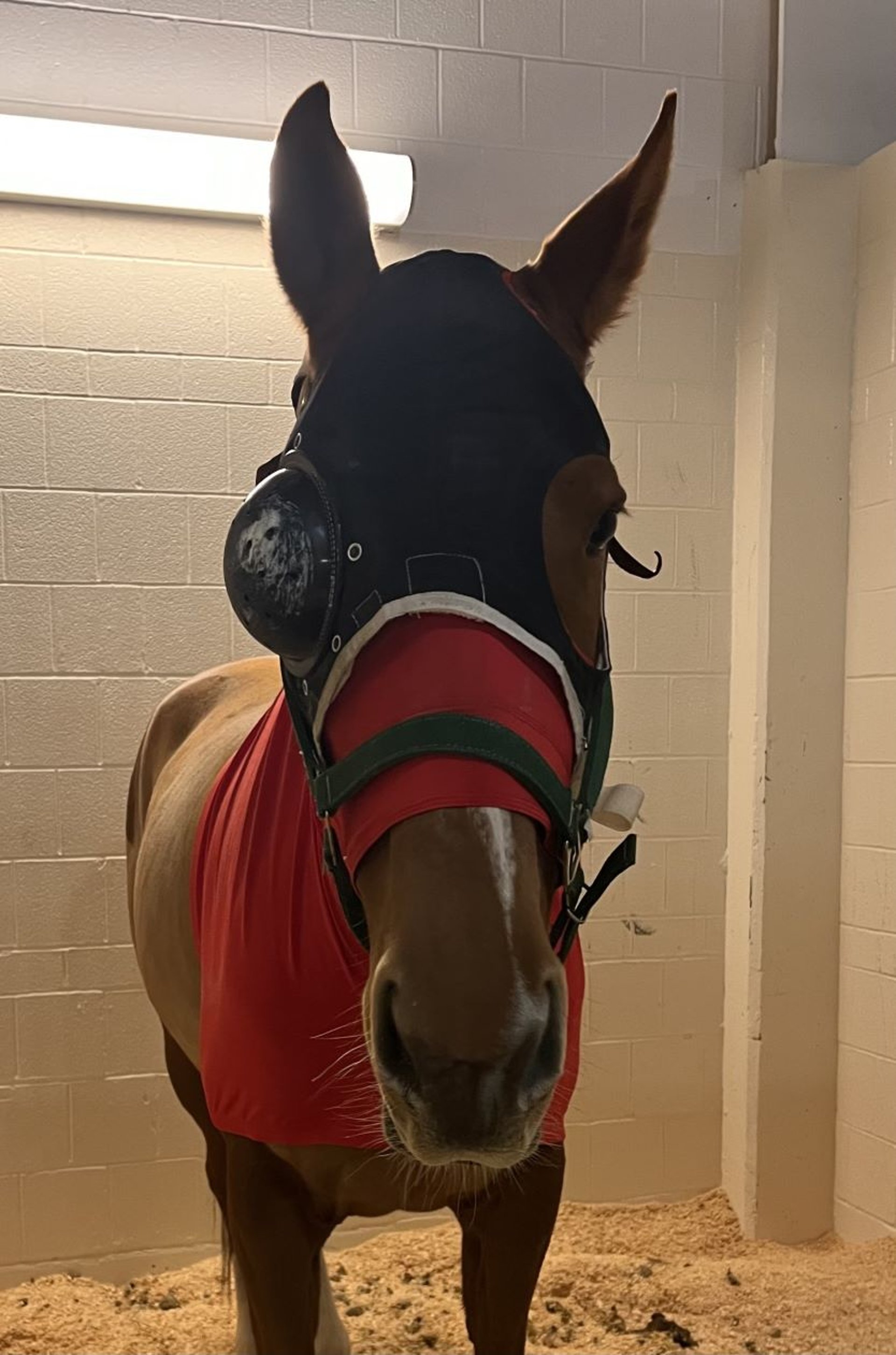 Eye protector, horse