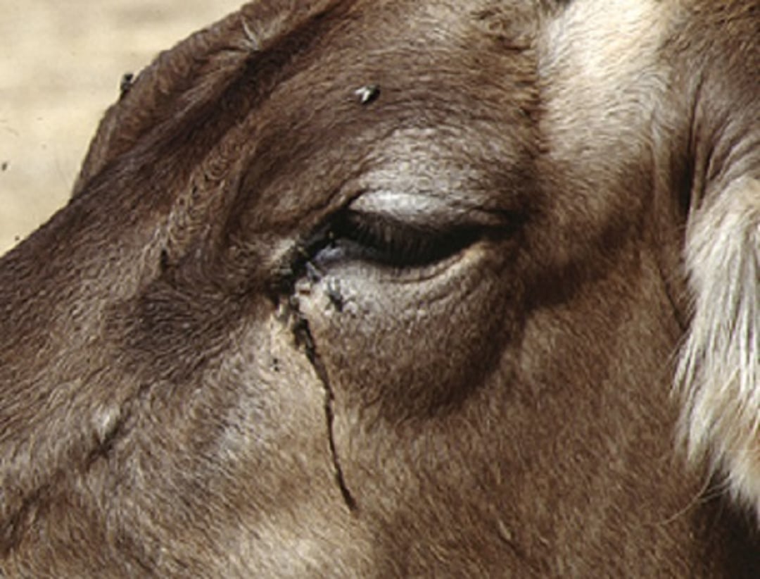 Face flies, cow