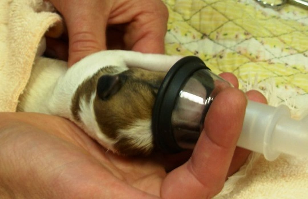 Small, tight-fitting mask, neonatal puppy