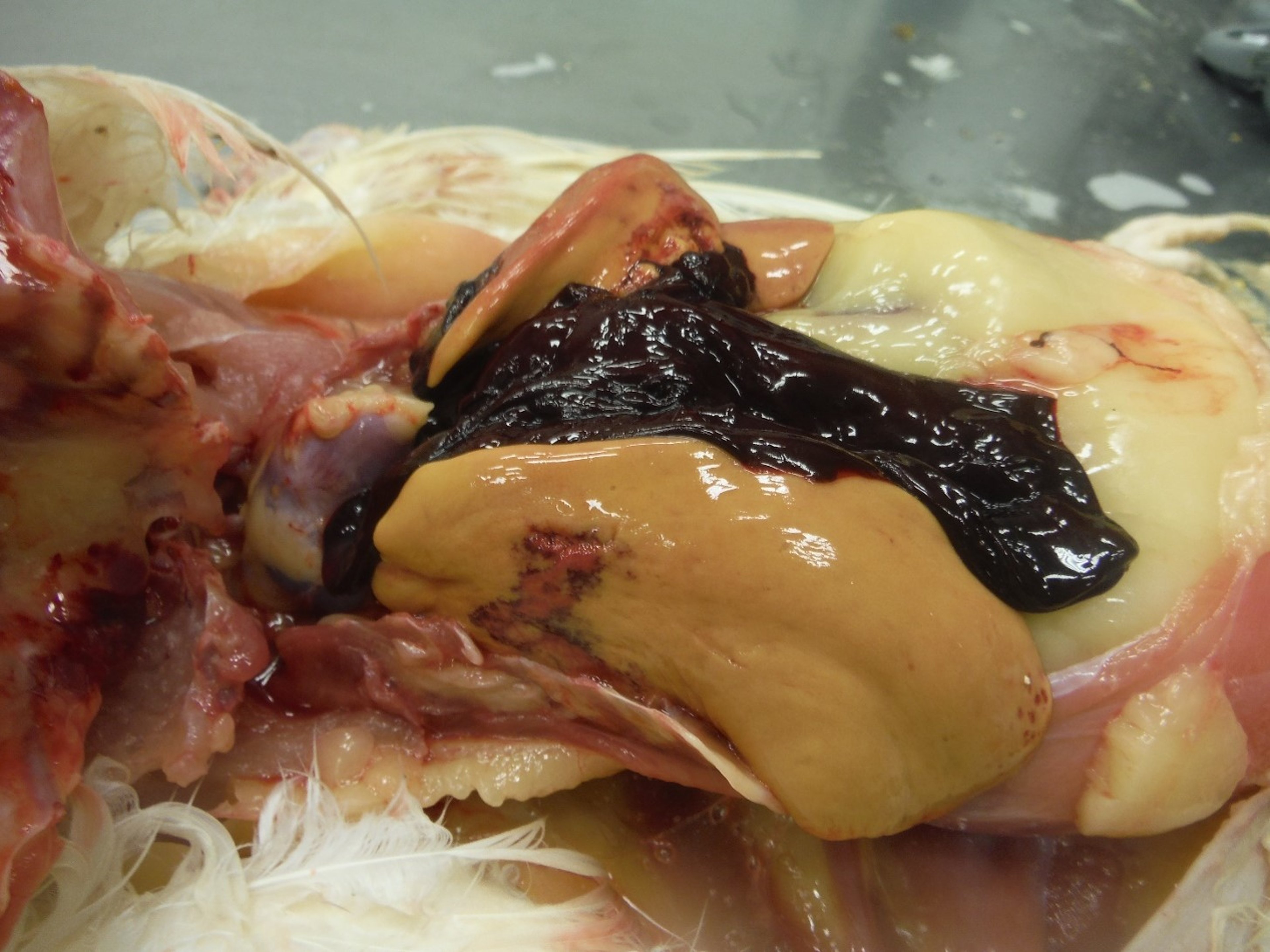 Fatty liver hemorrhagic syndrome, poultry