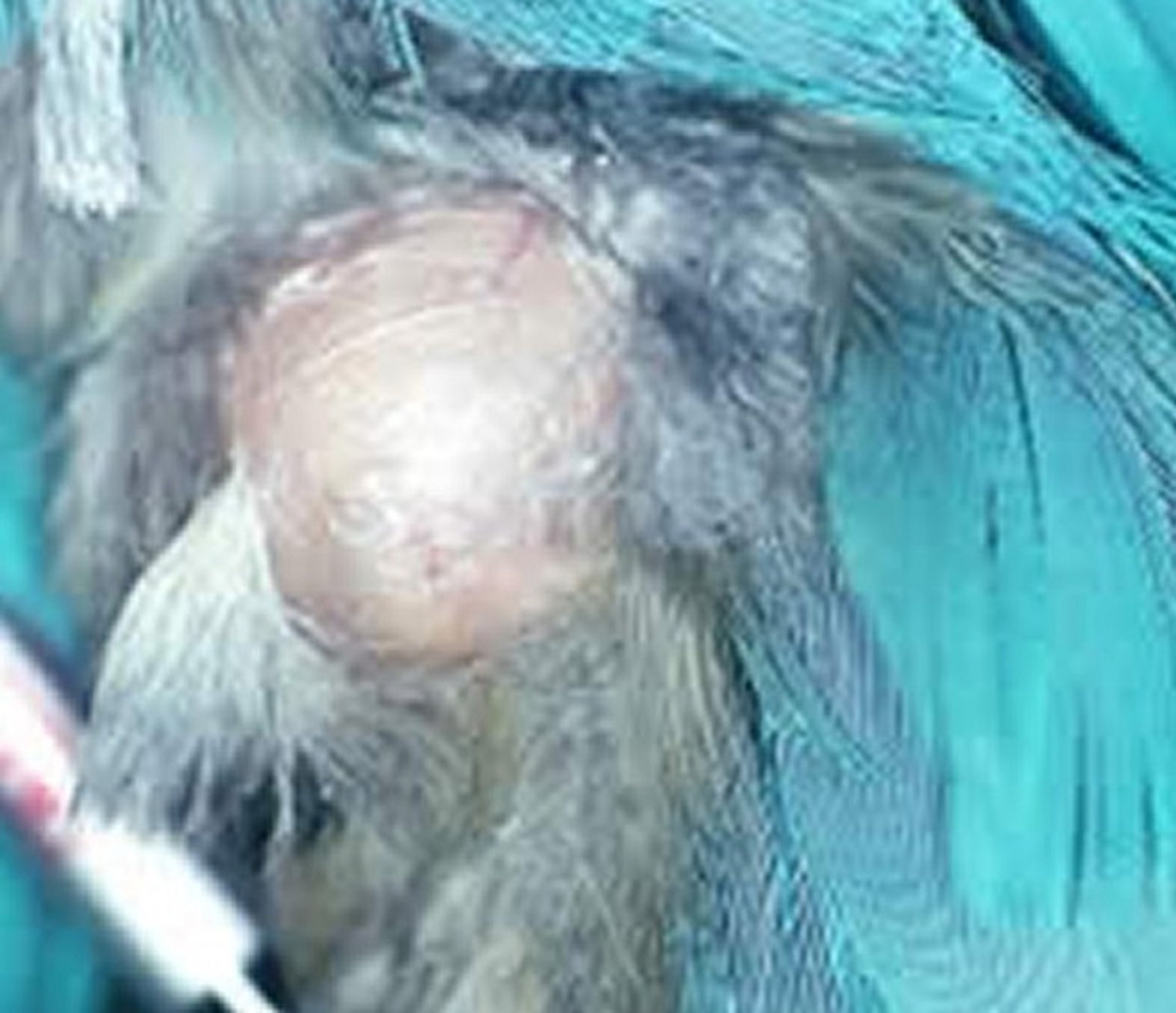 Feather cyst, macaw