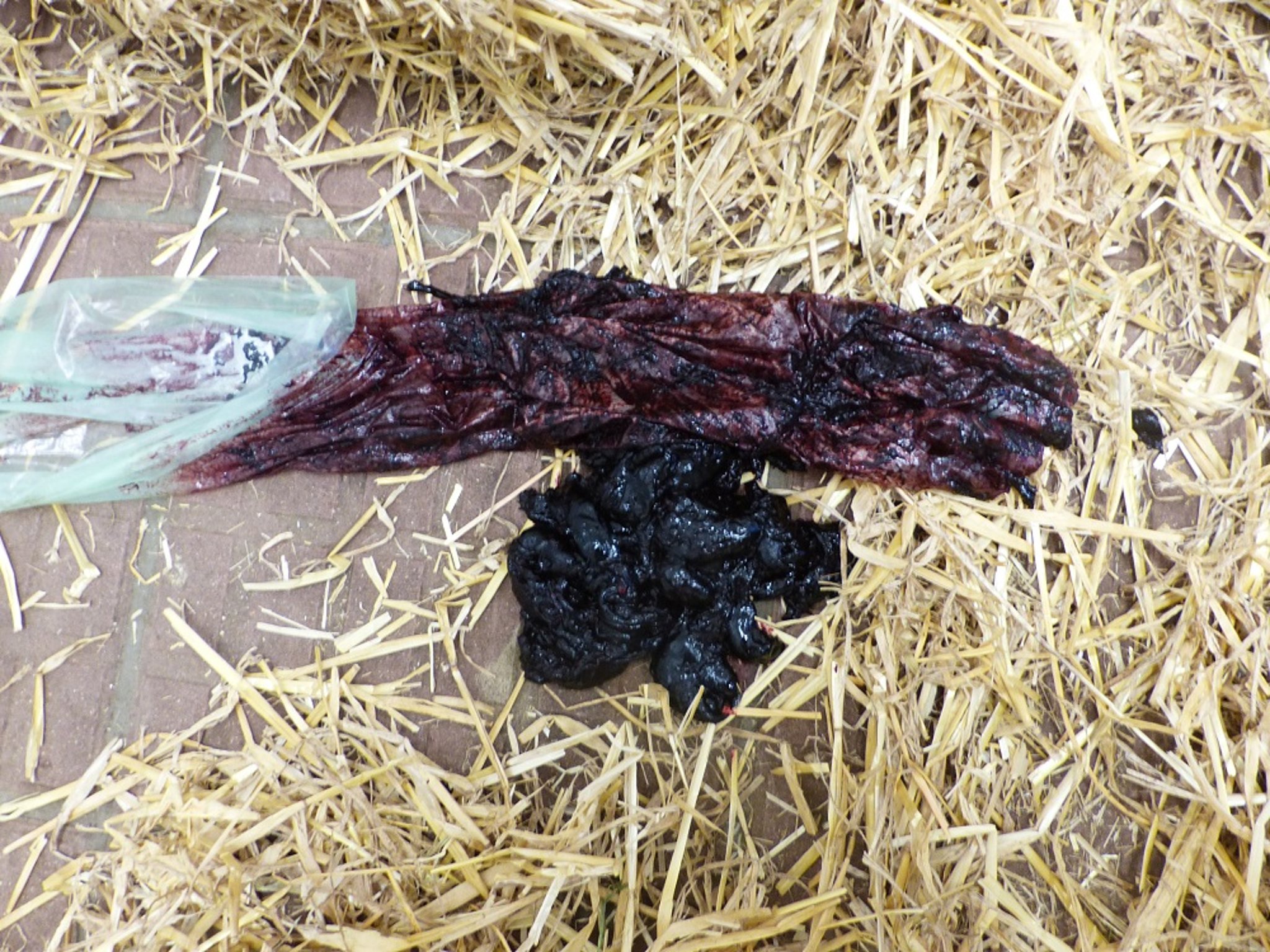 Feces of cow with hemorrhagic bowel syndrome