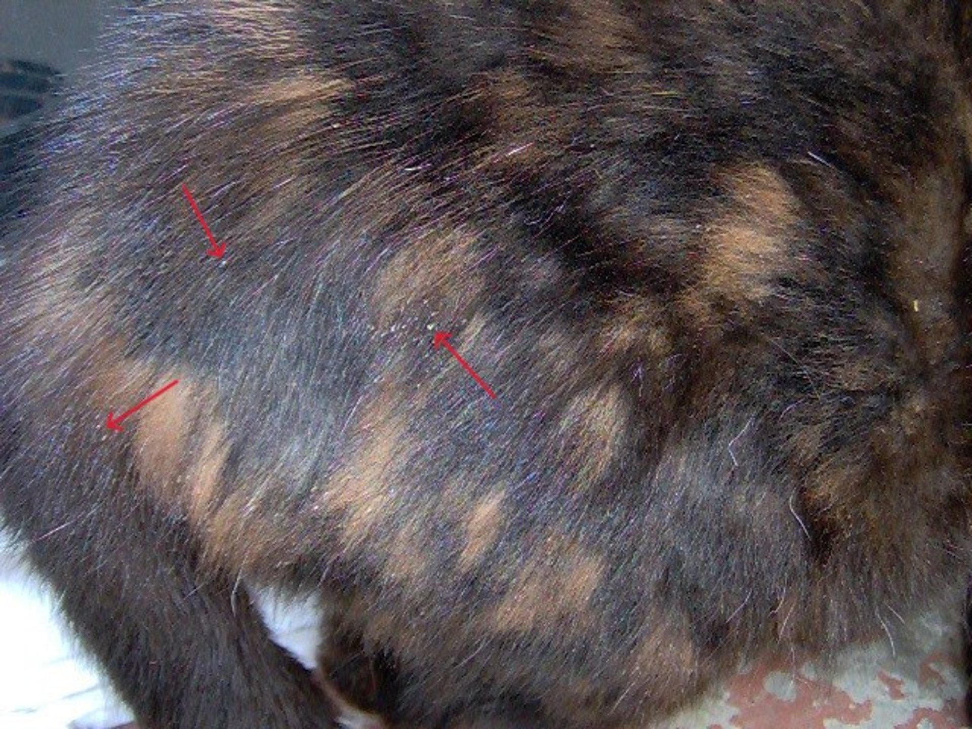<i >Felicola subrostratus</i> nits on a cat