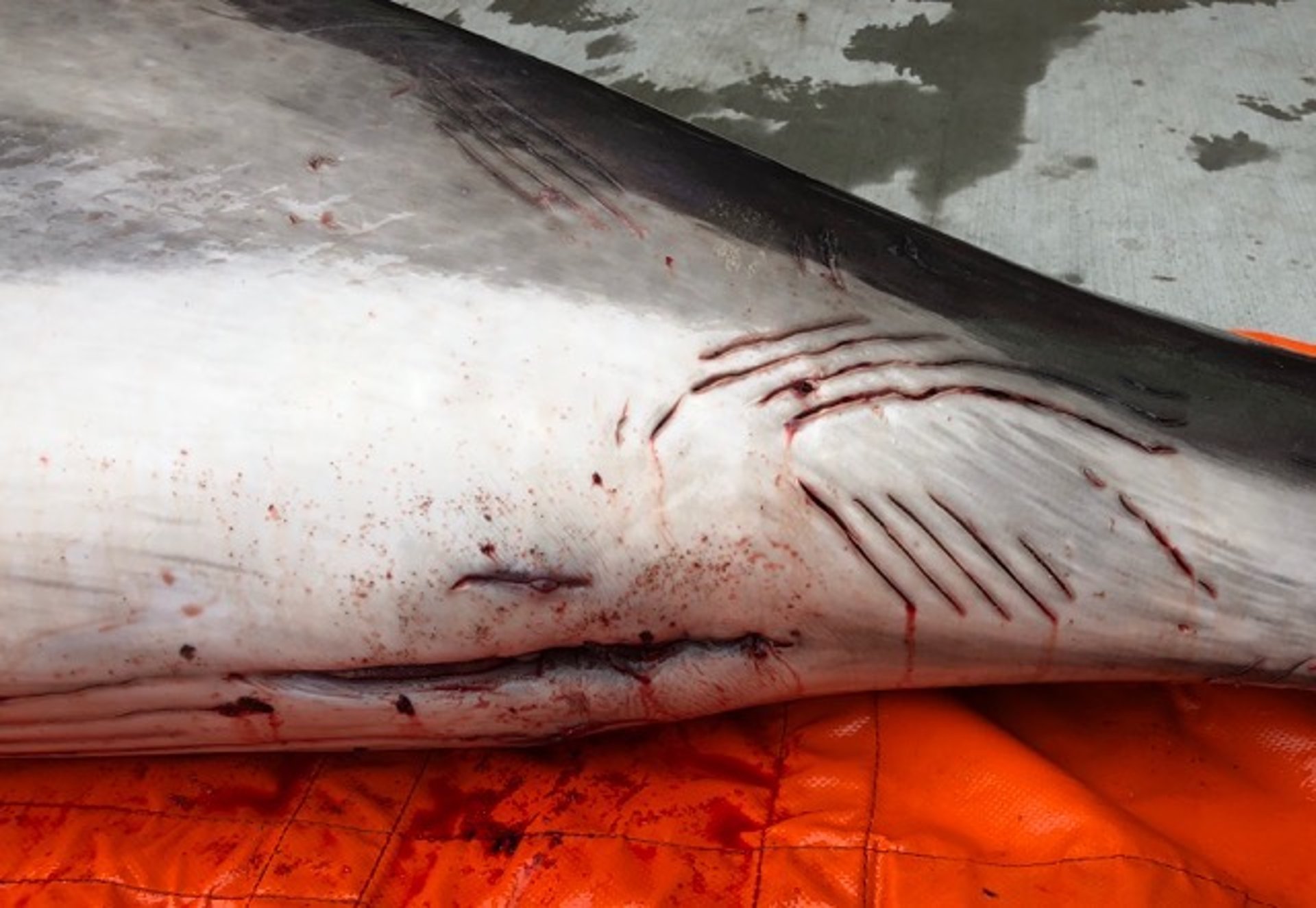 Trauma, porpoise