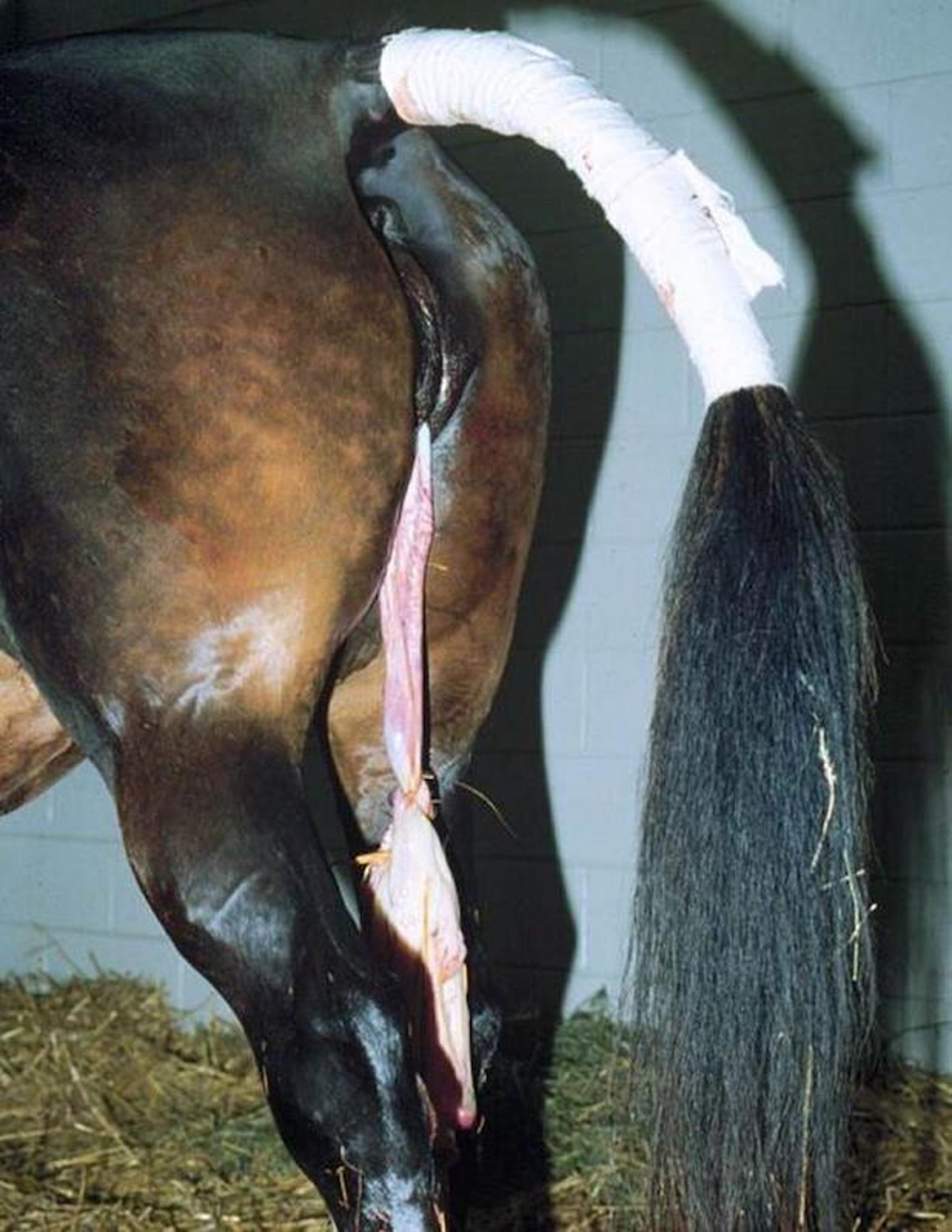 Fetal membranes tied up