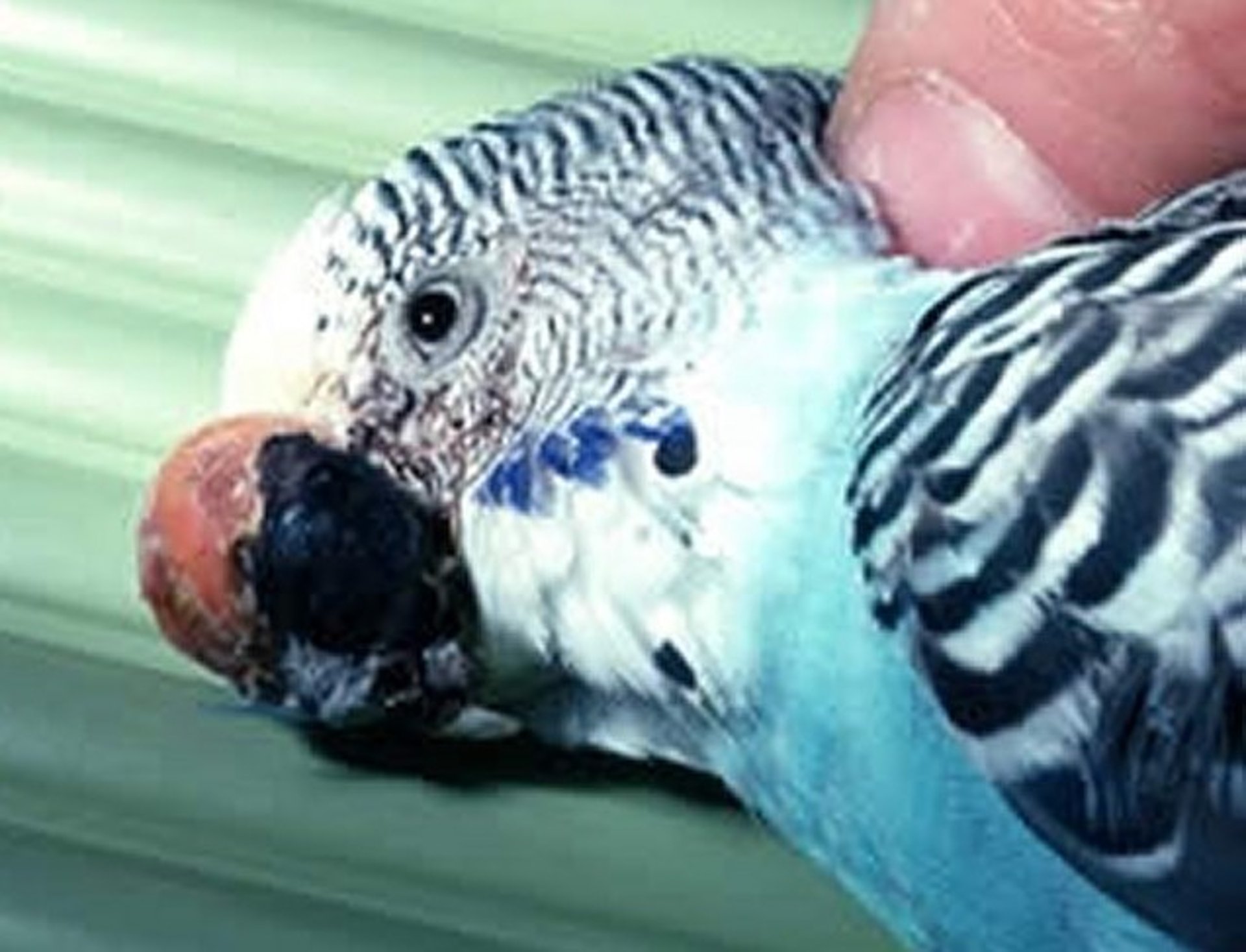 Fibrosarcoma, beak, parakeet
