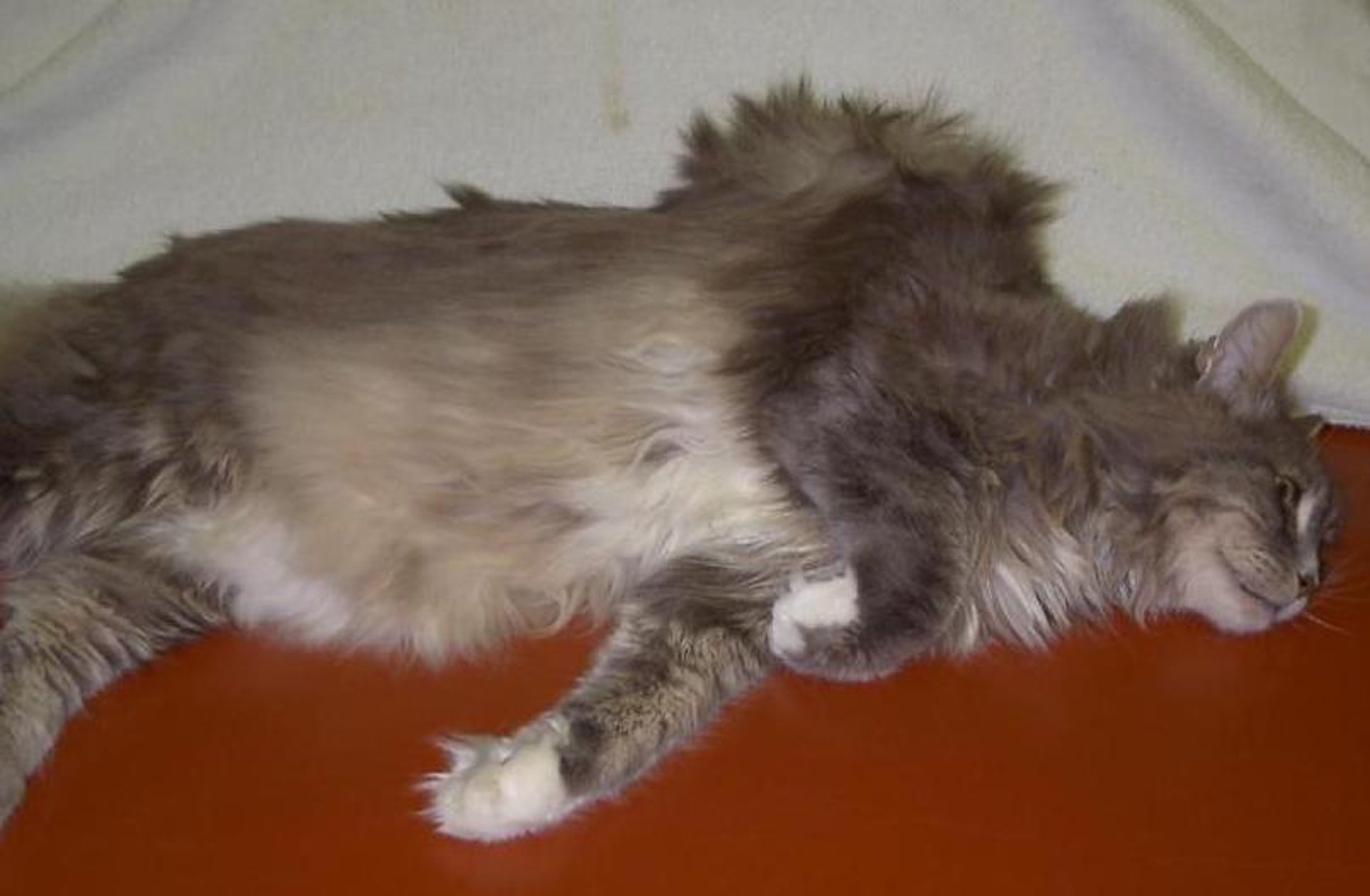 Injection site sarcoma, cat