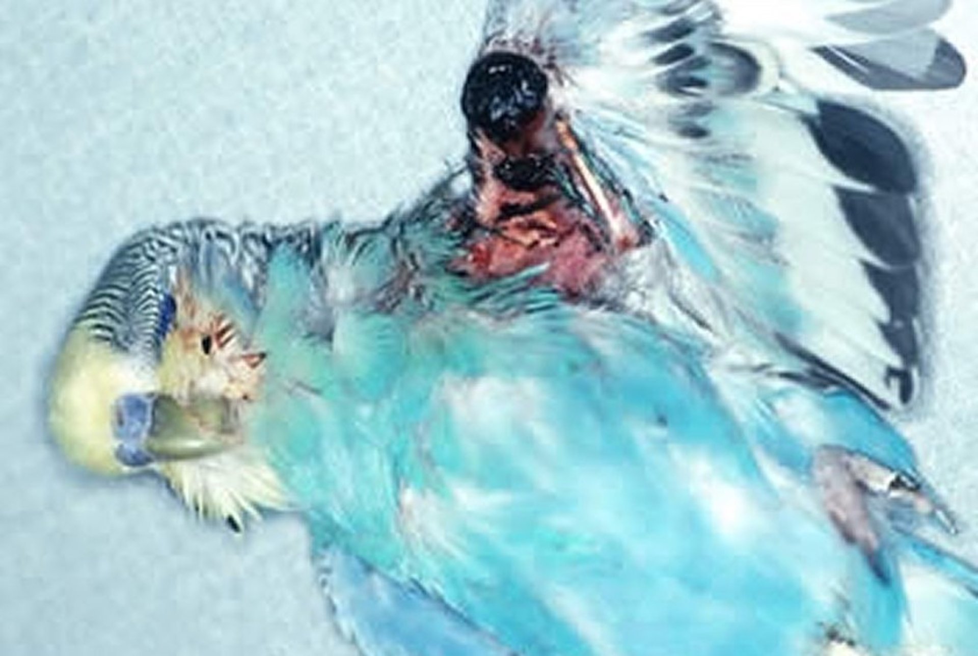 Fibrosarcoma, parakeet