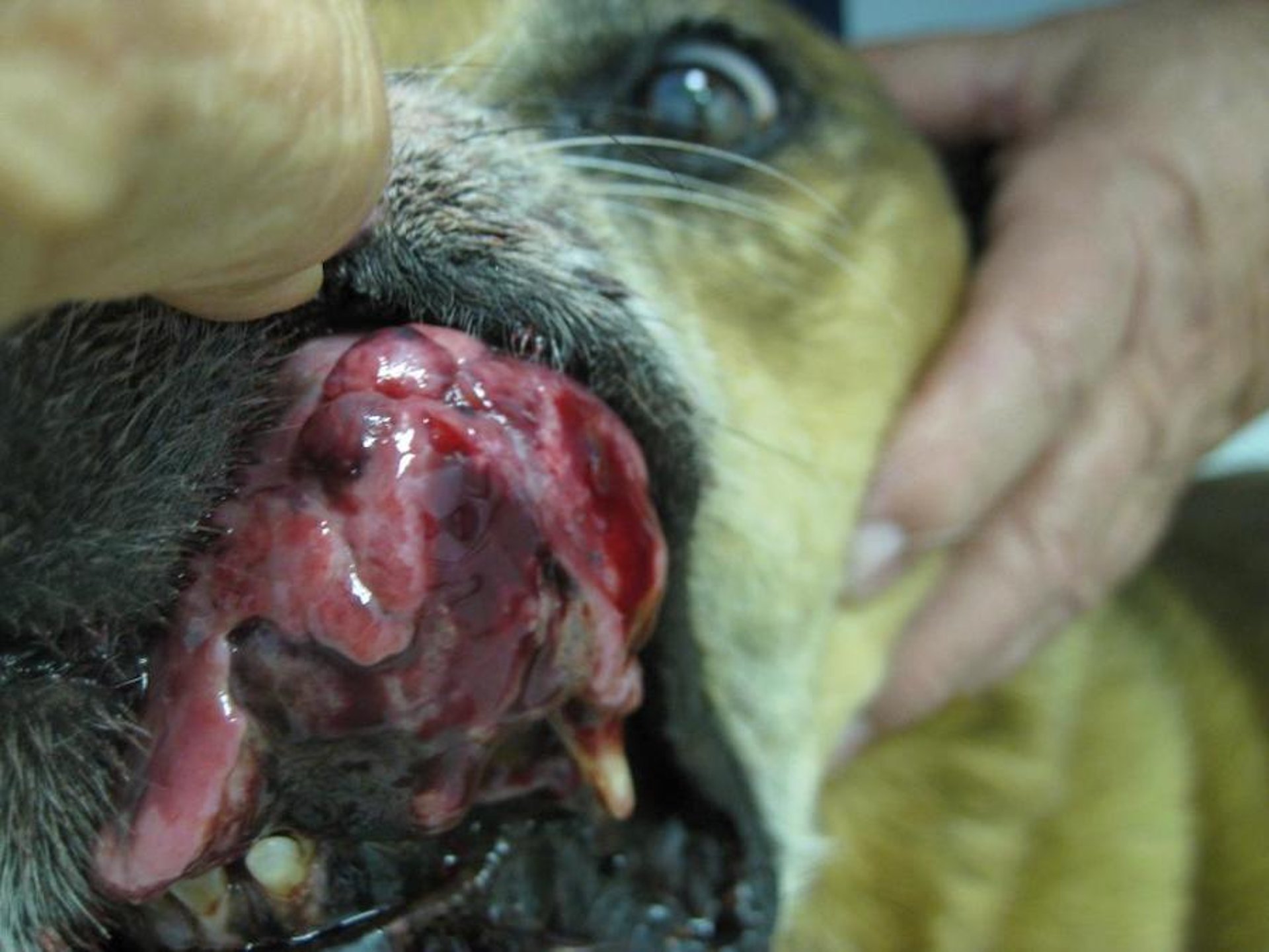 Fibrosarcoma of rostral maxilla, dog