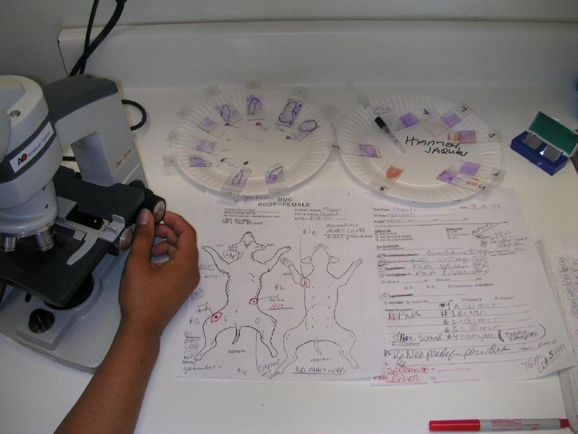 Cytologic examination and tumor mapping of skin and soft tissue tumors