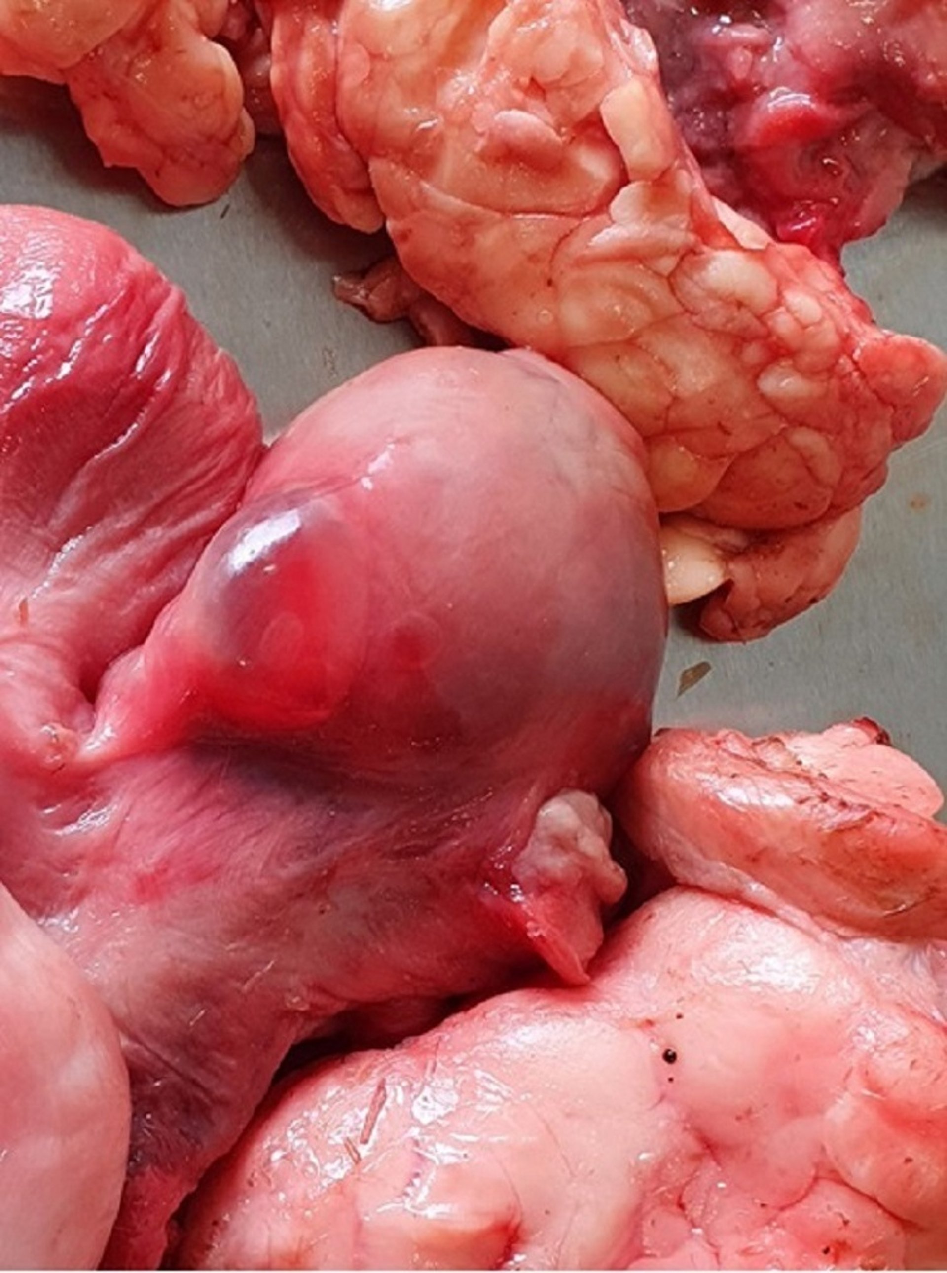 Follicular cyst, ovary, cow