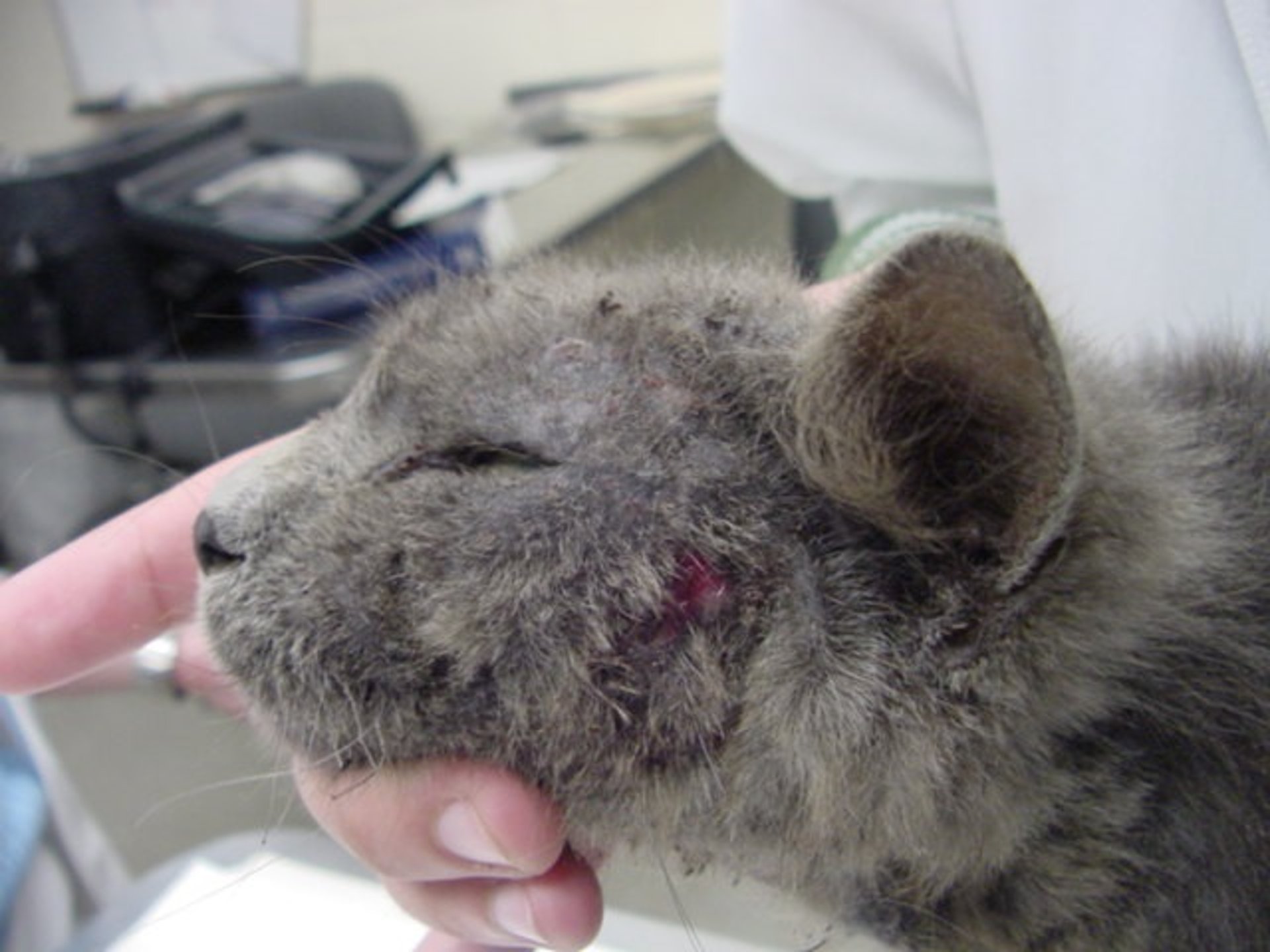 Cat with food allergy