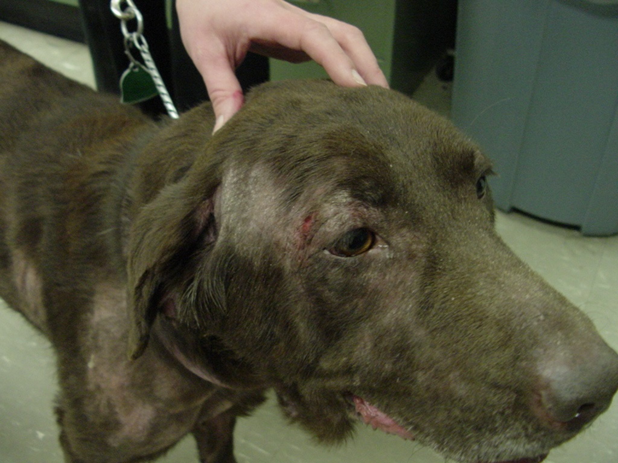 Dog with food allergy