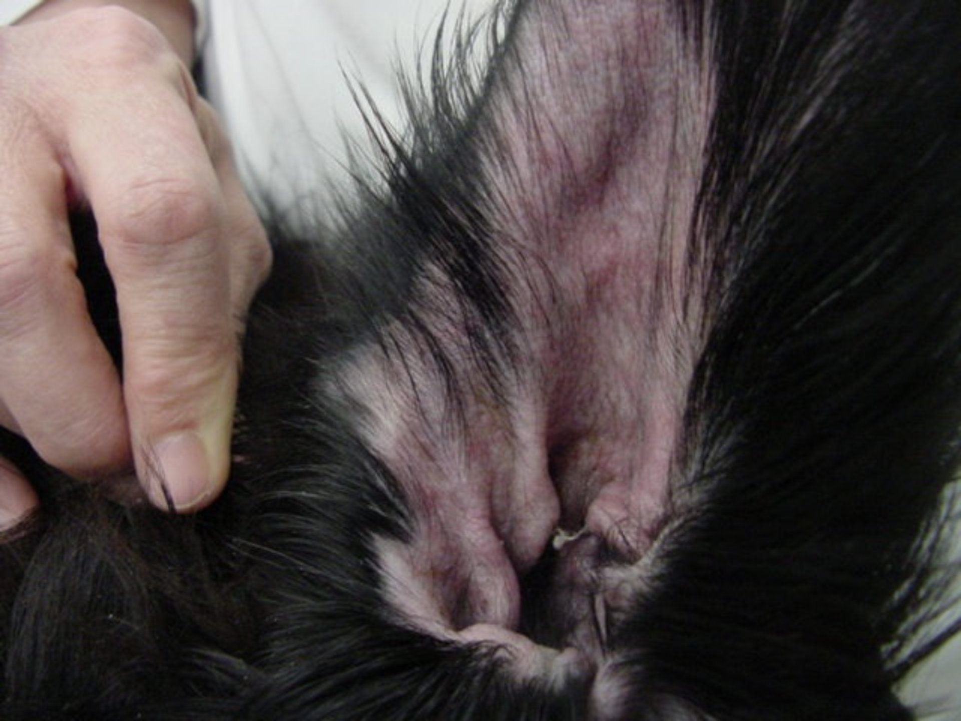 Ear of a dog with food allergy