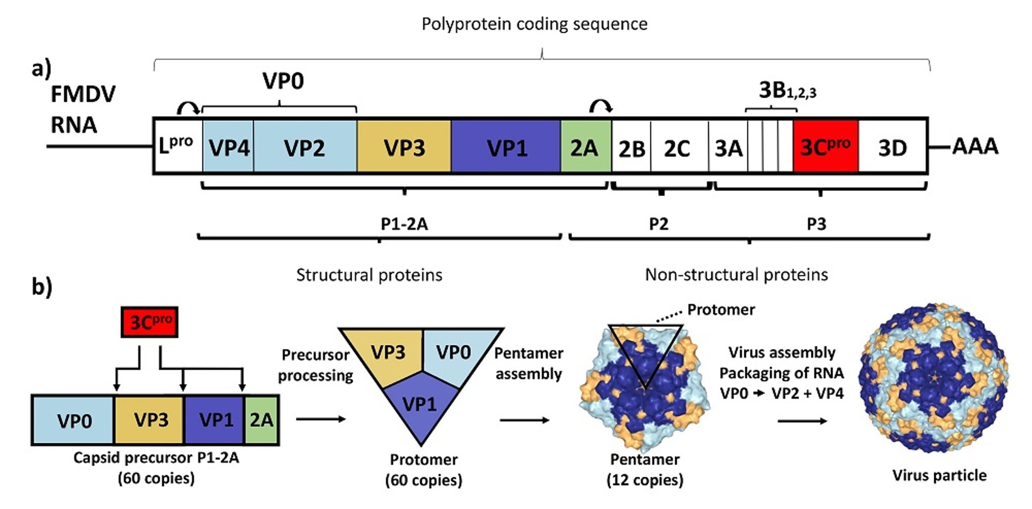 Foot-and-mouth disease RNA genome